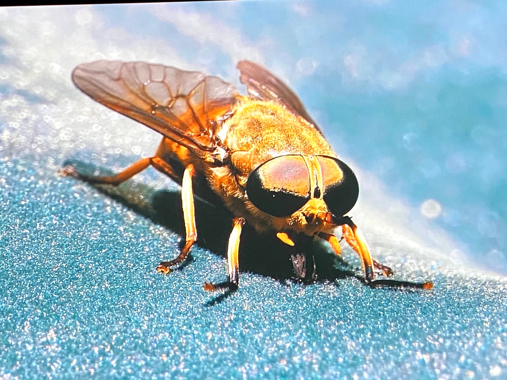 Zeskit Certified 2.1 8K HDMI Cable 48Gbps 4K120Hz Compatible with Soundbar eARC HDR10 VRR Dolby Vision Atmos HDCP 2.2 & 2.3 Gaming PS5 Xbox Series X Apple TV Roku Monitor (Ultra High Speed Maya 6ft) customer photo 1