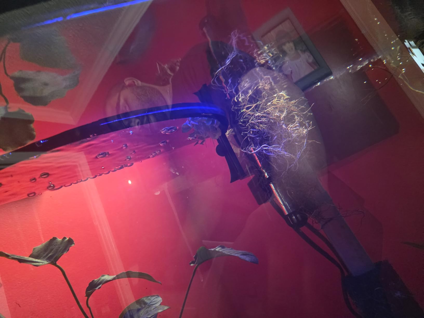 Fluval Plant 3.0 LED Planted Aquarium Lighting, 22 Watts, 15-24 Inches customer photo 2