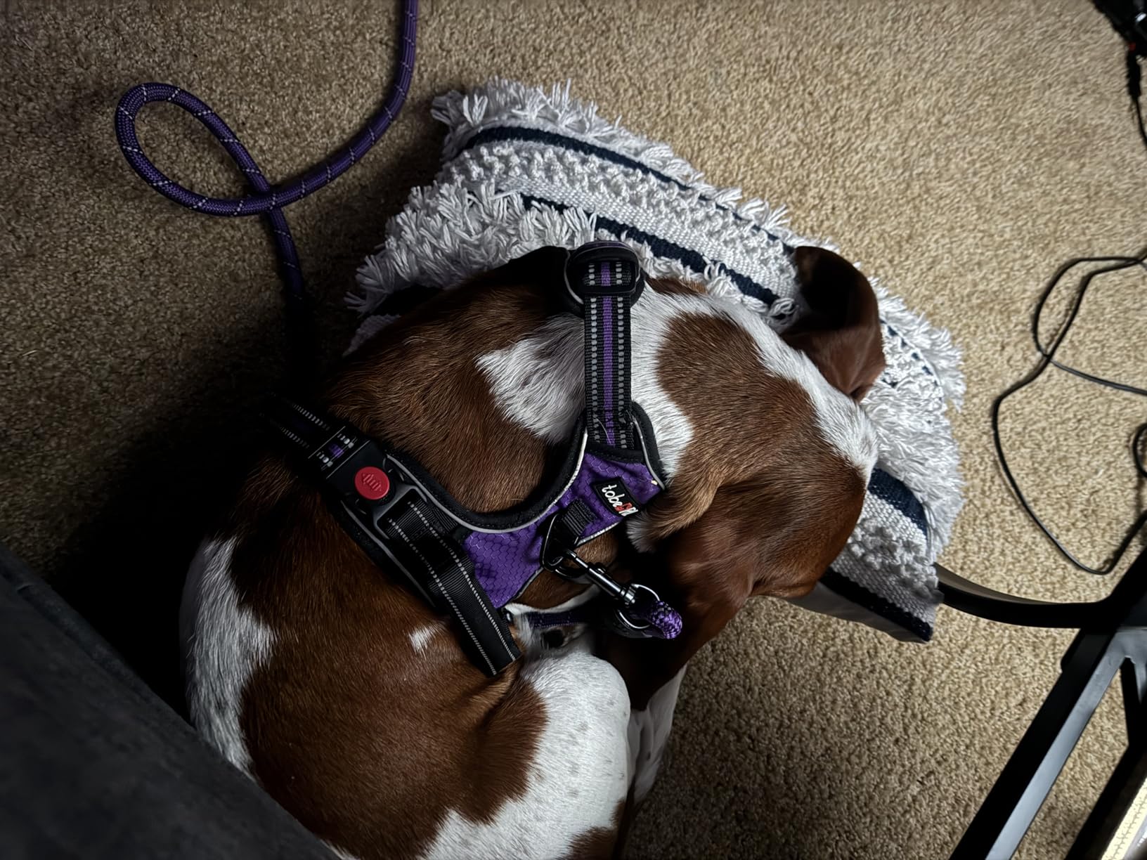 No Pull Dog Harness Adjustable Reflective Oxford Easy Control Medium Large Dog Harness with A Free Heavy Duty 5ft Dog Leash customer photo 1