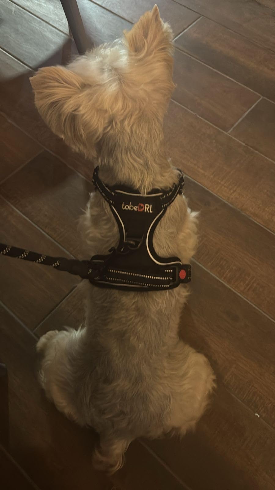 No Pull Dog Harness Adjustable Reflective Oxford Easy Control Medium Large Dog Harness with A Free Heavy Duty 5ft Dog Leash customer photo 2