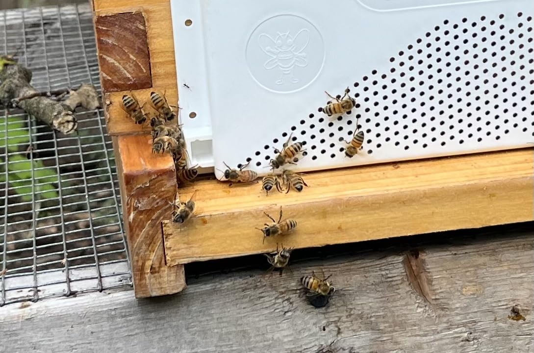 Blythewood Bee Company Bee Smart Robbing Screen customer photo 1