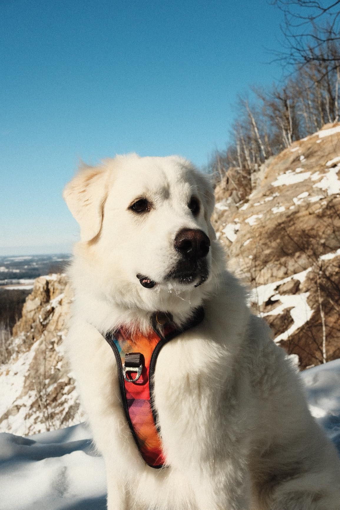 Embark Adventure Dog Harness for Large Dogs - No Pull, Reflective Trim, Military Grade Nylon, Front Clip, Gel-Lined Handle, Soft Padded customer photo 1