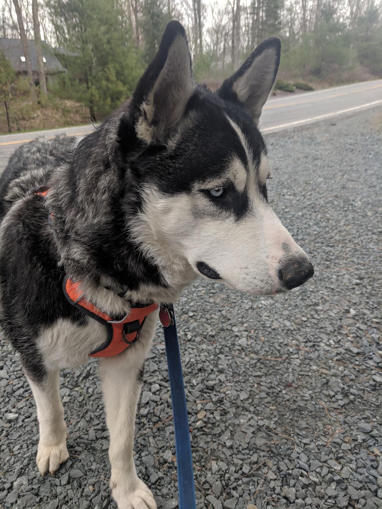 Embark Adventure Dog Harness for Large Dogs - No Pull, Reflective Trim, Military Grade Nylon, Front Clip, Gel-Lined Handle, Soft Padded customer photo 2