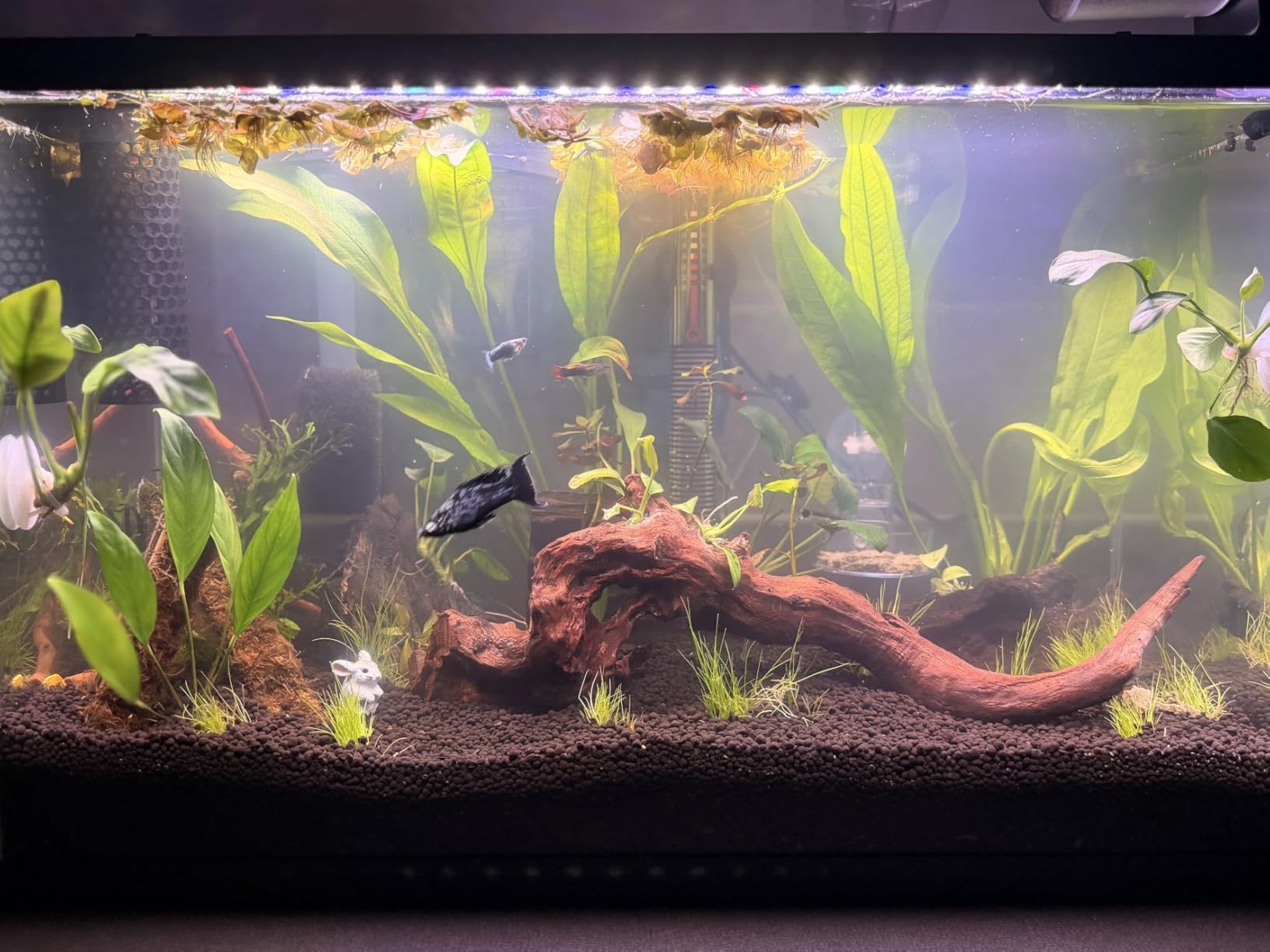 hygger 18W 24/7 Lighting Aquarium LED Light, Sunrise-Daylight-Moonlight Mode and DIY Mode, Adjustable Timer Adjustable Brightness Fish Tank Light with Extendable Bracket 7 Colors for Planted Tank customer photo 1