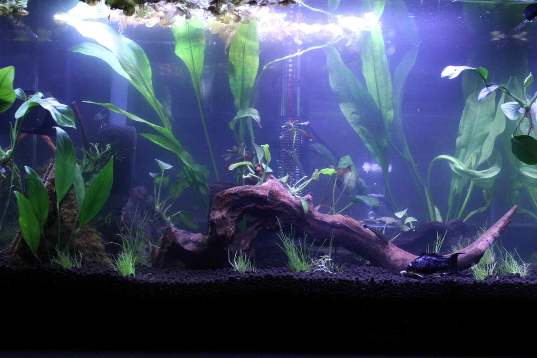 hygger 18W 24/7 Lighting Aquarium LED Light, Sunrise-Daylight-Moonlight Mode and DIY Mode, Adjustable Timer Adjustable Brightness Fish Tank Light with Extendable Bracket 7 Colors for Planted Tank customer photo 2