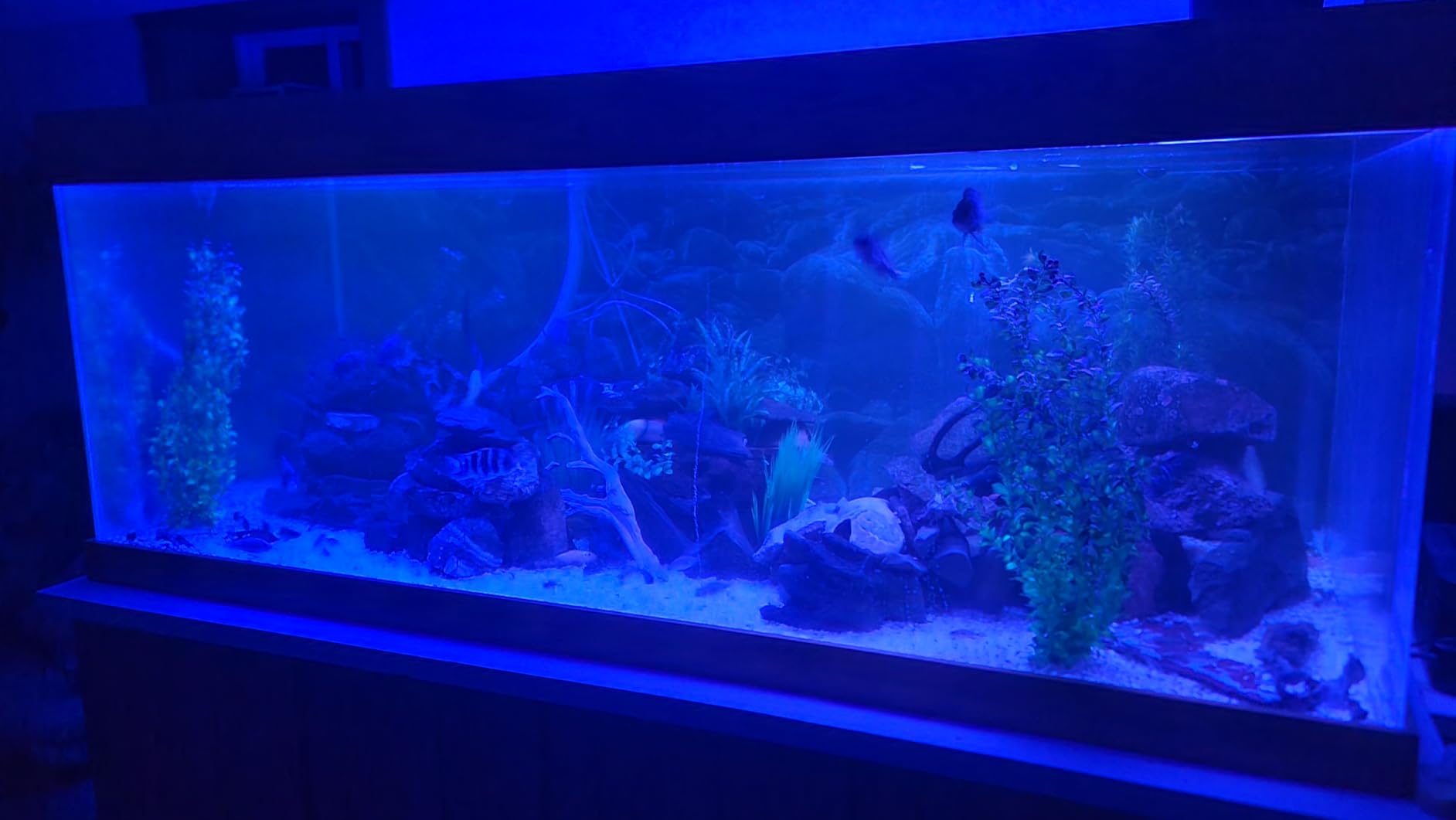 hygger Advanced LED Aquarium Light with Timer, 24/7 Lighting Cycle & DIY Mode, Full Spectrum Fish Tank Light for 48-54 in Freshwater Planted Tank customer photo 2