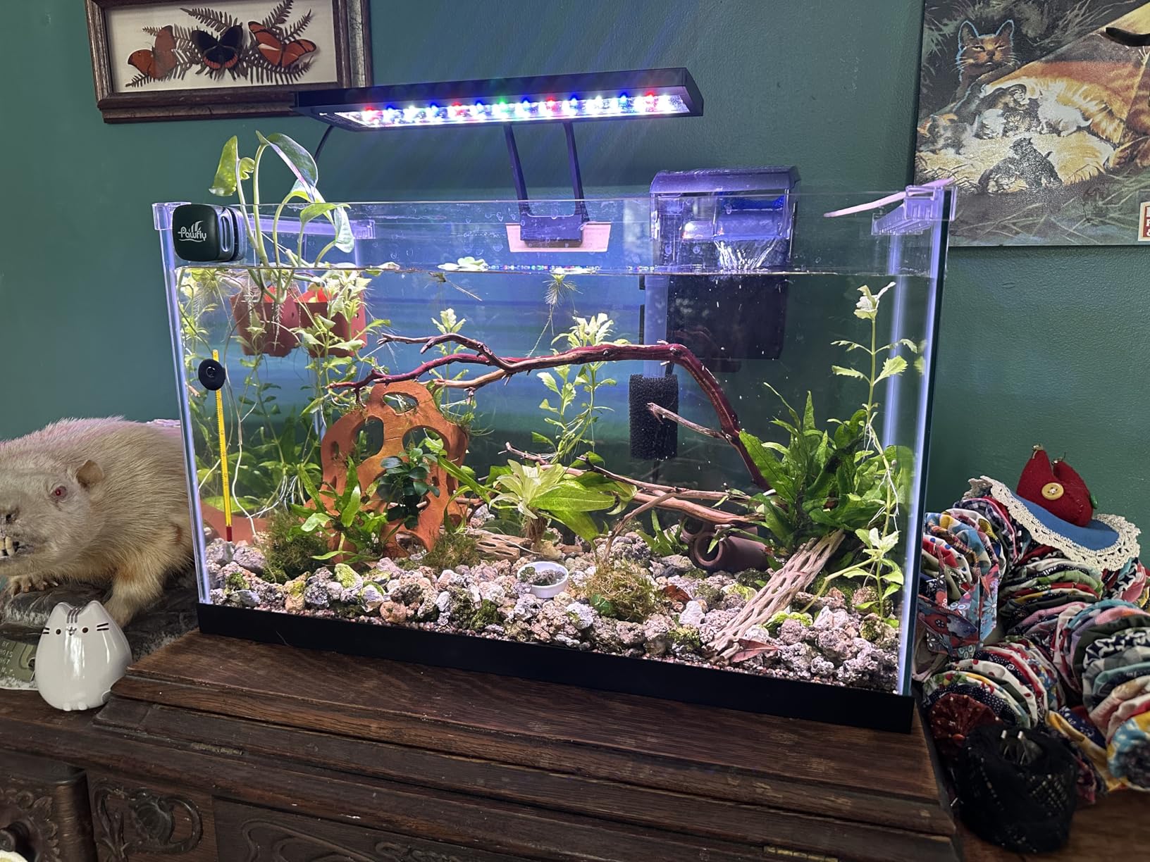 hygger Clip On 24/7 Lighting Aquarium LED Light,Sunrise-Daylight-Moonlight and DIY Mode, Adjustable Timer/Brightness Fish Tank Light with 7 Colors for Planted Tank (14W for 12~20in Tank) customer photo 2