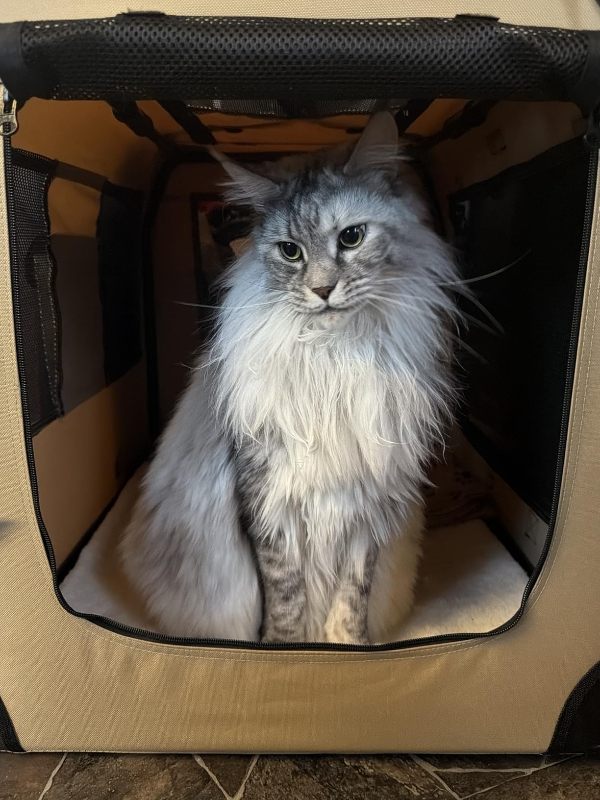 Petprsco Portable Collapsible Dog Crate, Travel Dog Crate 24x17x17 with Soft Warm Blanket and Foldable Bowl for Large Cats & Small Dogs Indoor and Outdoor customer photo 1