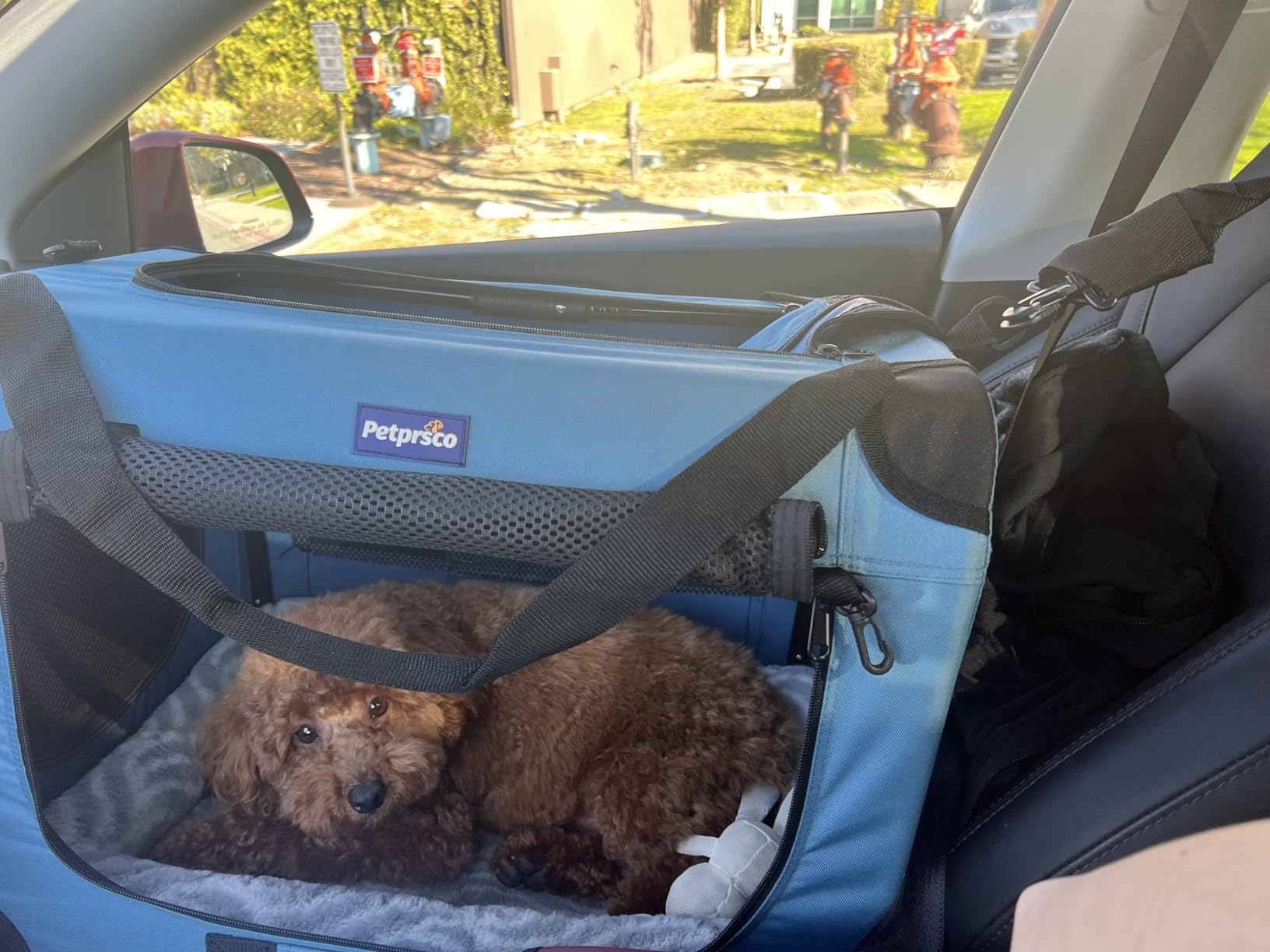 Petprsco Portable Collapsible Dog Crate, Travel Dog Crate 24x17x17 with Soft Warm Blanket and Foldable Bowl for Large Cats & Small Dogs Indoor and Outdoor customer photo 2