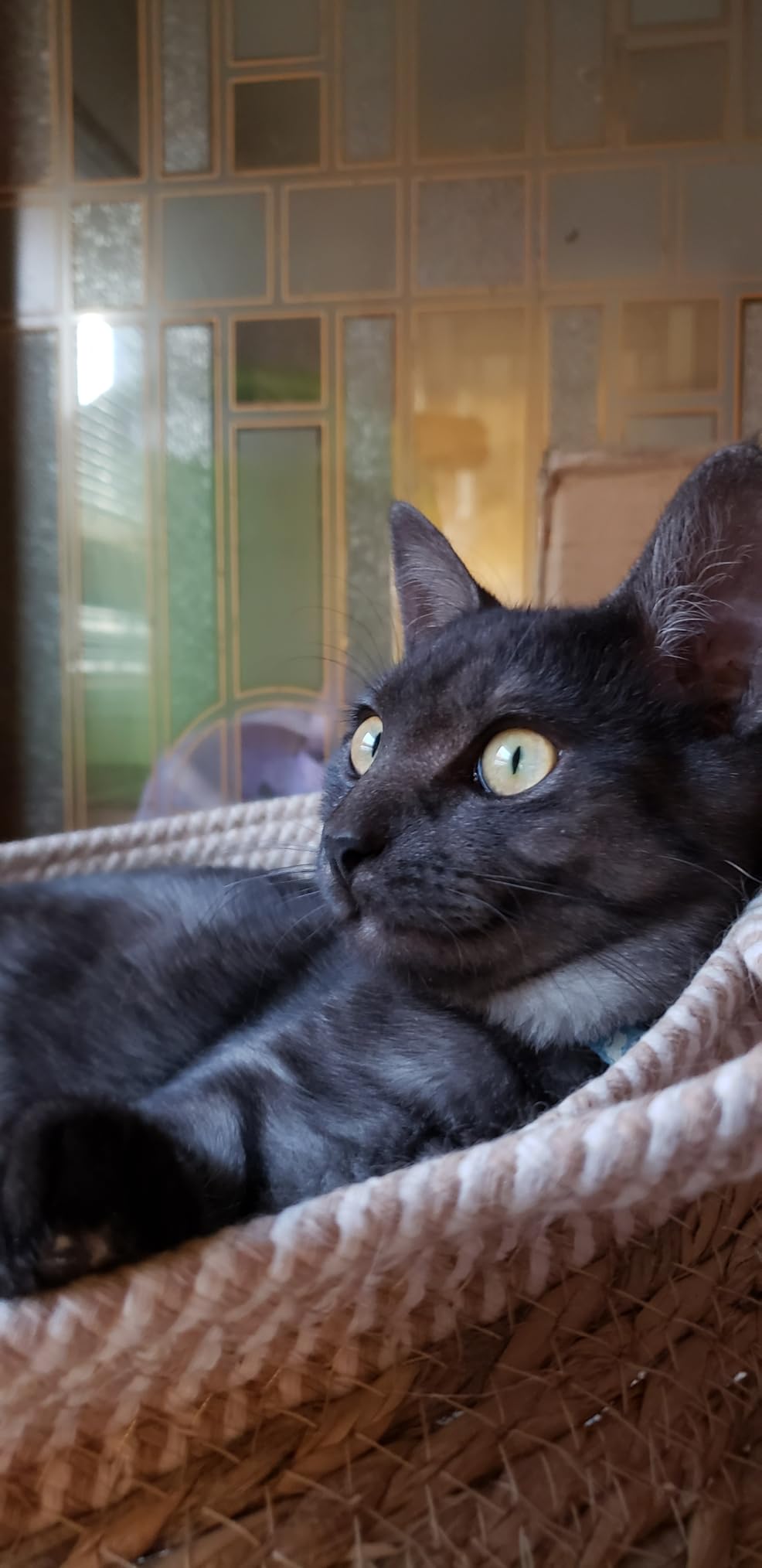 Tiki Cat Born Carnivore Indoor Health Dry Cat Food, Chicken & Turkey Meal, 12 lbs. Bag customer photo 1