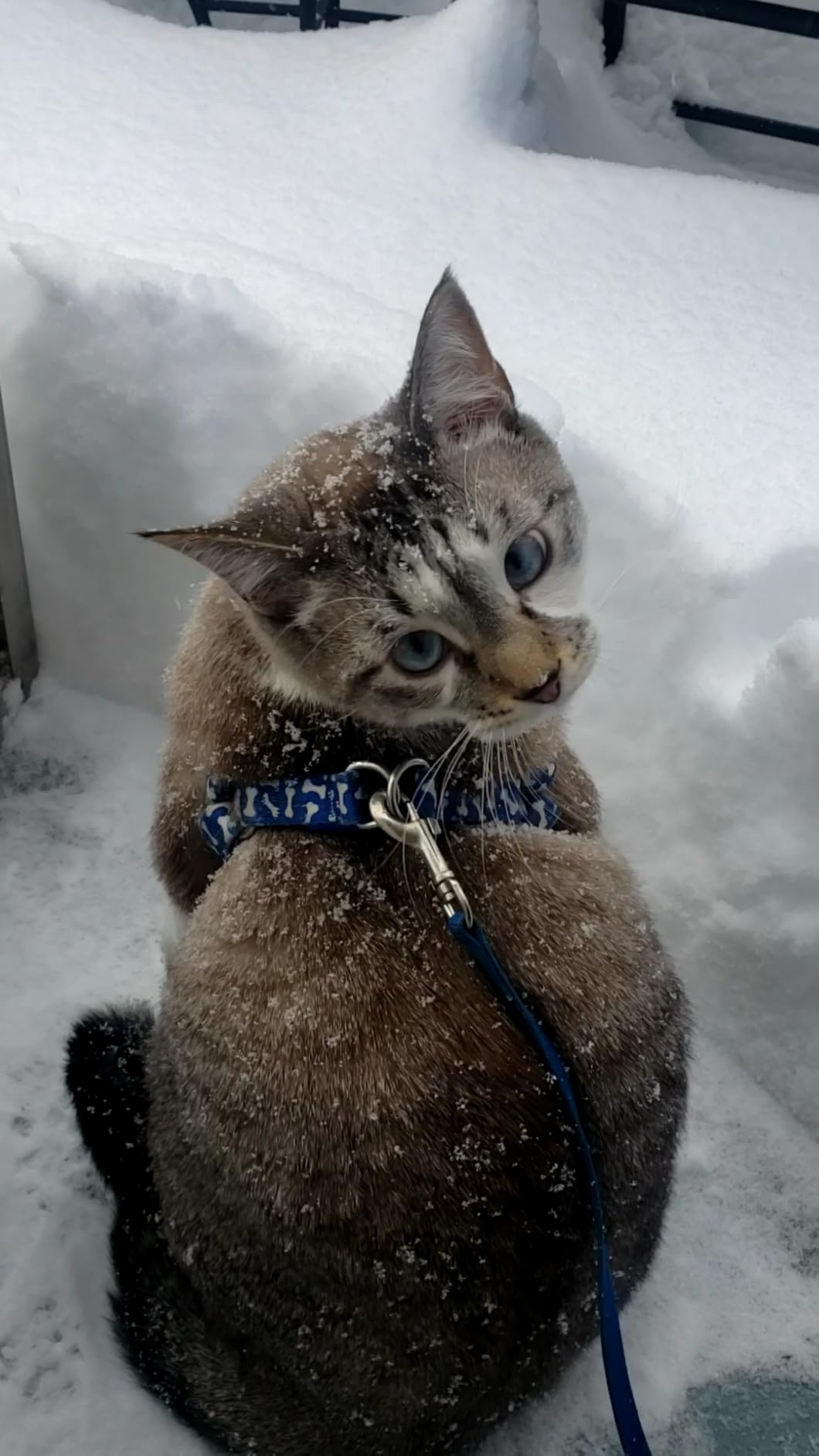 Tiki Cat Born Carnivore Indoor Health Dry Cat Food, Chicken & Turkey Meal, 12 lbs. Bag customer photo 2