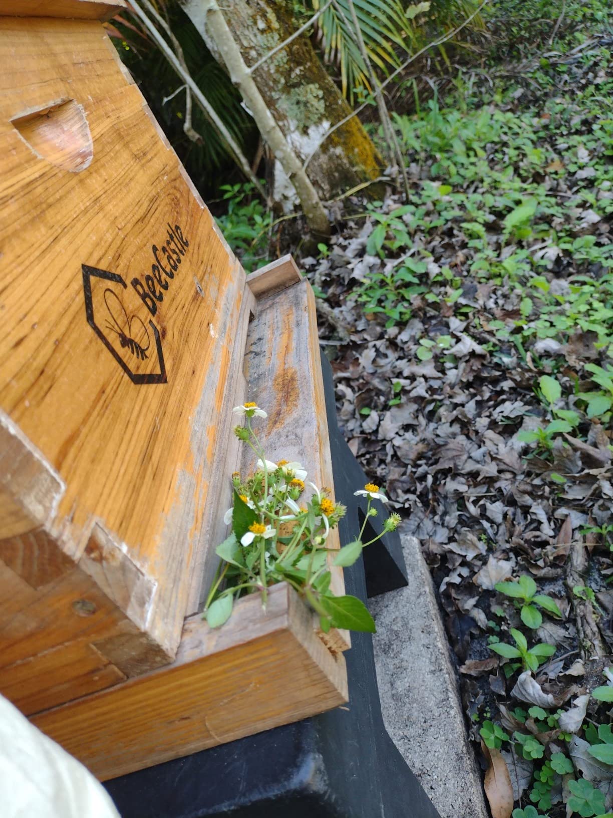 10-Frame Bee Hives and Supplies Starter Kit,Beehive Kit Dipped in 100% Beeswax,Bee Keeping Supplies-All Beginners Kit Includes Beekeeping Supplies Tool Set and Bee Suit customer photo 2