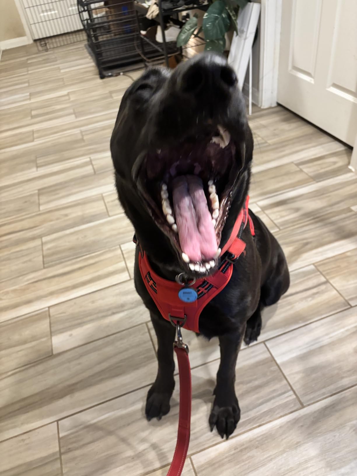 rabbitgoo Tactical Dog Harness for Large Dogs, No Pull Military Service Vest with Handle & Molle, Easy Control for Training Walking, Adjustable Reflective Straps, Black, L customer photo 1