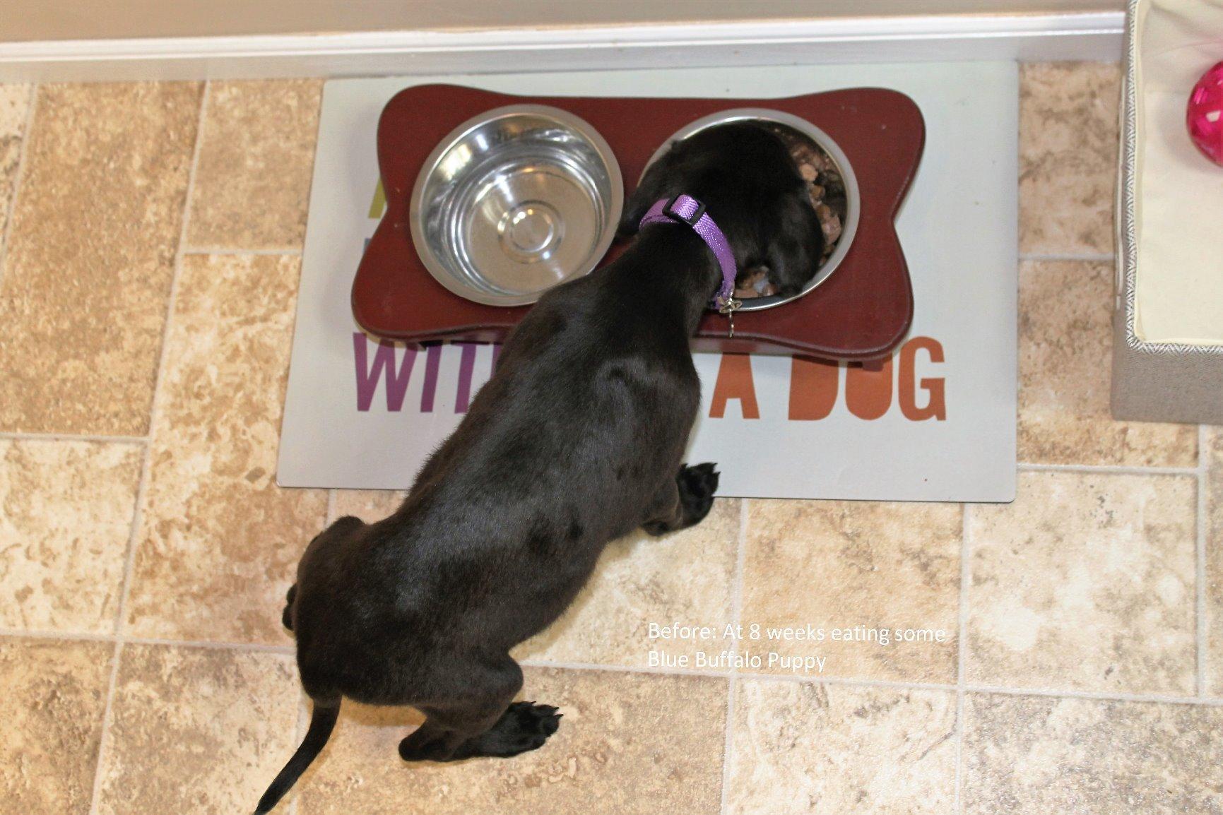 Blue Buffalo Life Protection Formula Large Breed Adult Dry Dog Food, Promotes Joint Health and Lean Muscles, Made with Natural Ingredients, Chicken & Brown Rice Recipe, 34-lb. Bag customer photo 1