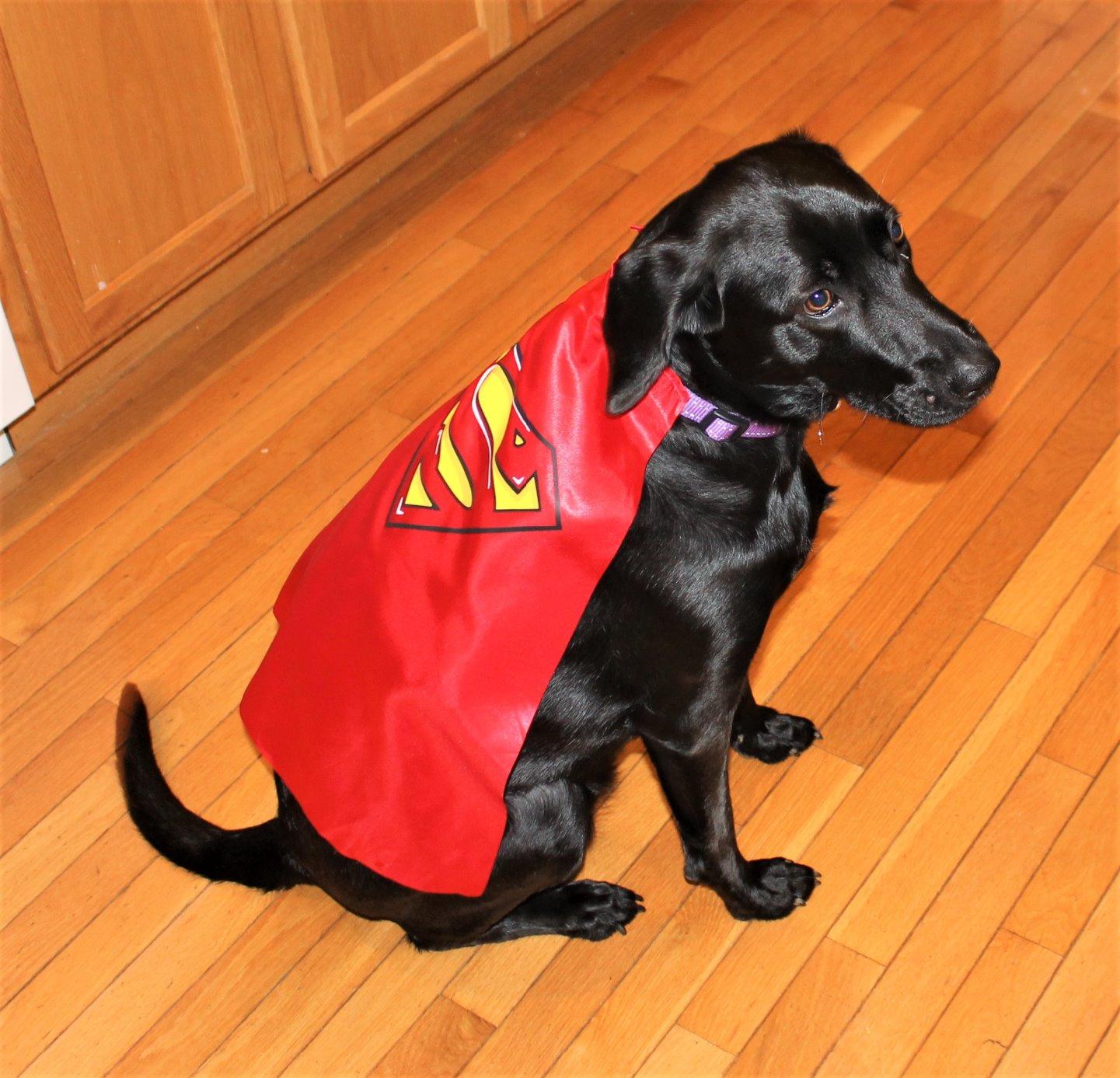 Blue Buffalo Life Protection Formula Large Breed Adult Dry Dog Food, Promotes Joint Health and Lean Muscles, Made with Natural Ingredients, Chicken & Brown Rice Recipe, 34-lb. Bag customer photo 2