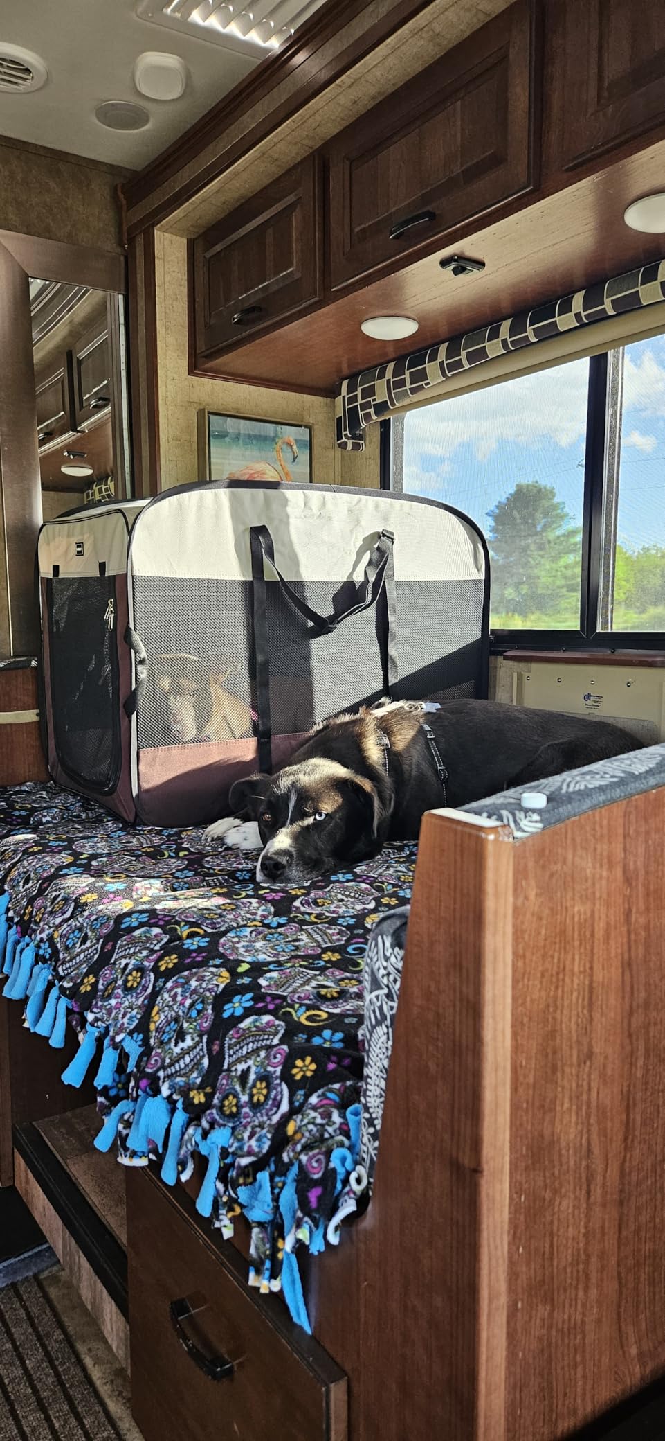 DONORO Dog Kennels and Crates for Medium Dogs, Portable Pop Up Indoor Pet Cage with Sturdy Wire Frame, Collapsible Travel Crate Soft Sided Cat Bag Escape Proof (Brown, 28.0