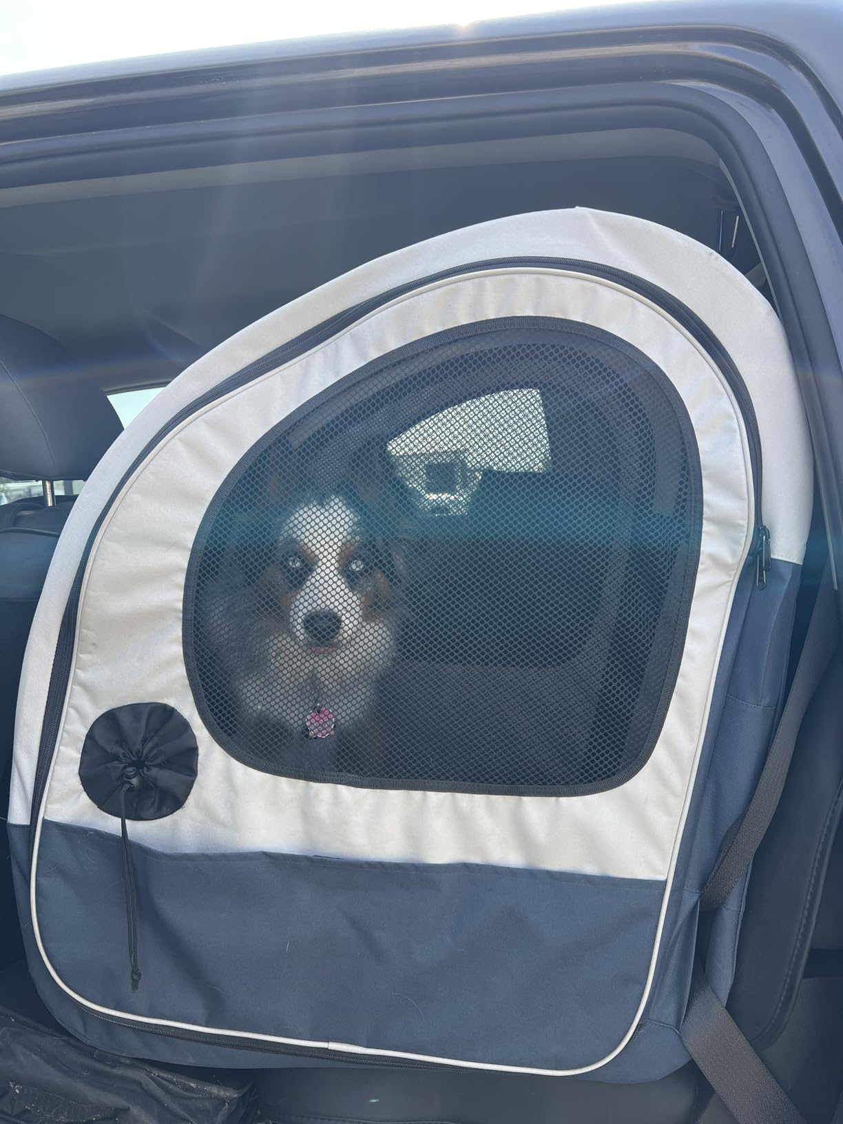 PetSafe Happy Ride Collapsible Travel Crate - Safe Travel Containment with Heavy Duty Aluminum Frame, Mesh Windows, Convenient Storage Pockets & Secure Seat Belt Access - Road Trip Crate customer photo 2