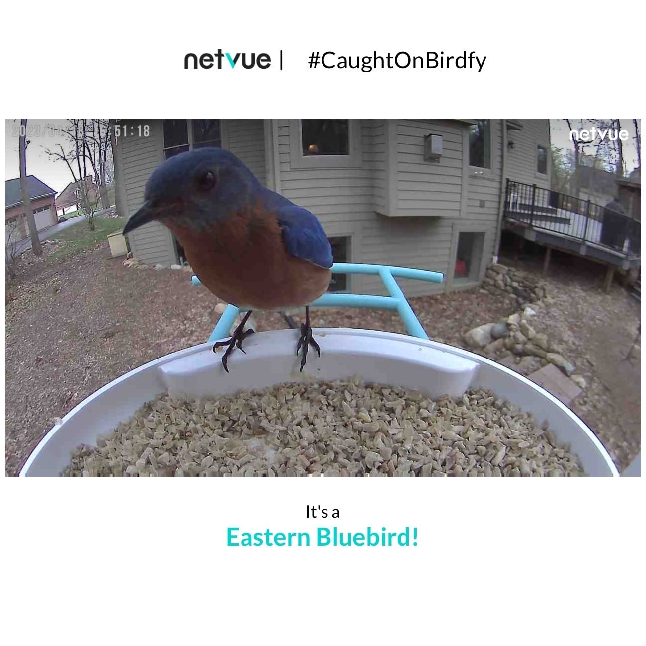 NETVUE by Birdfy Smart Bird Feeder with 2K AI Camera customer photo 1