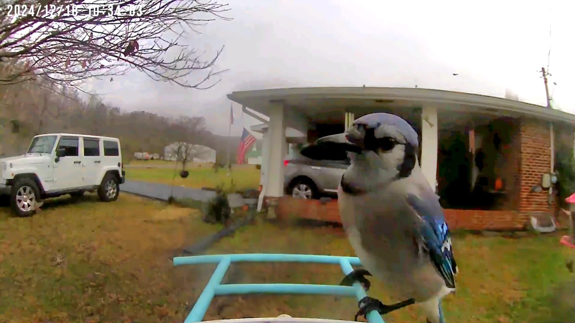 NETVUE by Birdfy Smart Bird Feeder with 2K AI Camera customer photo 2