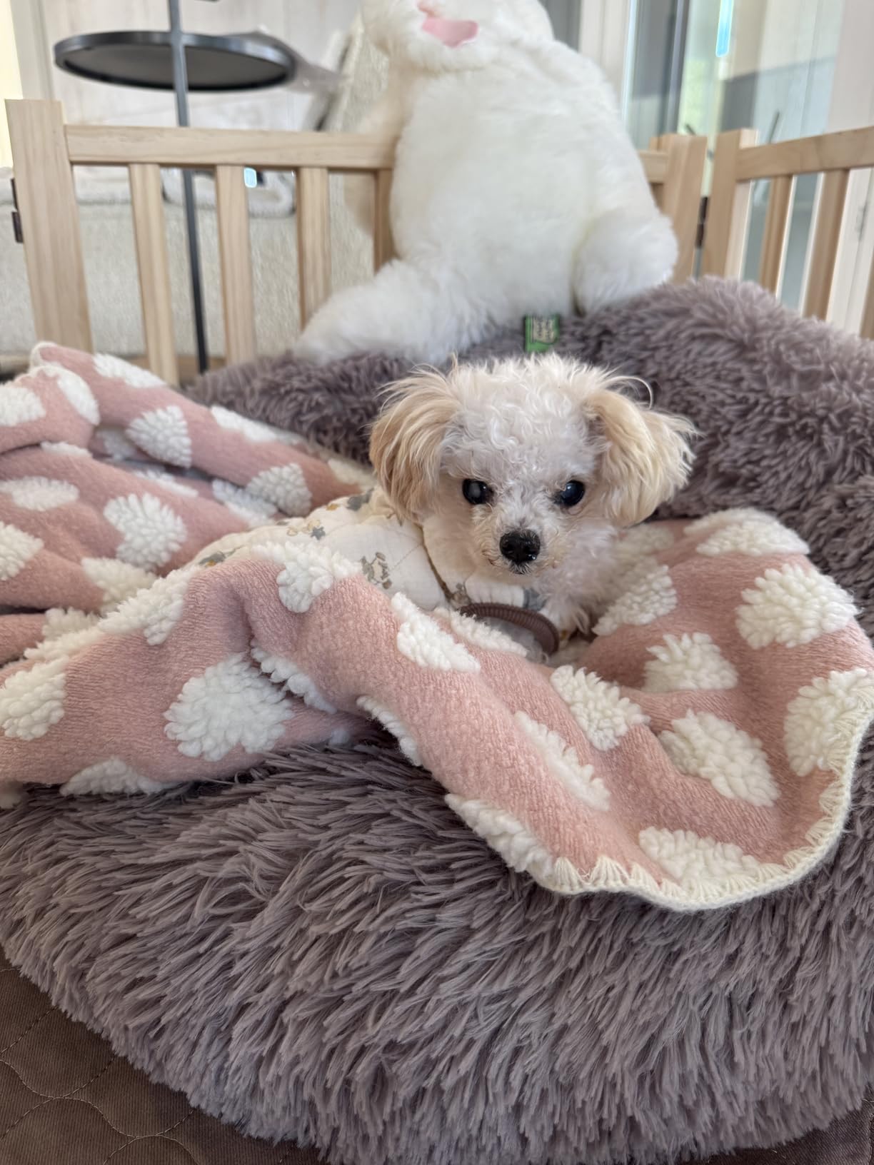 YOCAN Paint-Free Wood FreeStanding Pet Gate for Dogs, Wooden Dog Gates for Doorways, Stairs, The House, Dog Fences Indoor Puppy Gate - 2 Panel H:23