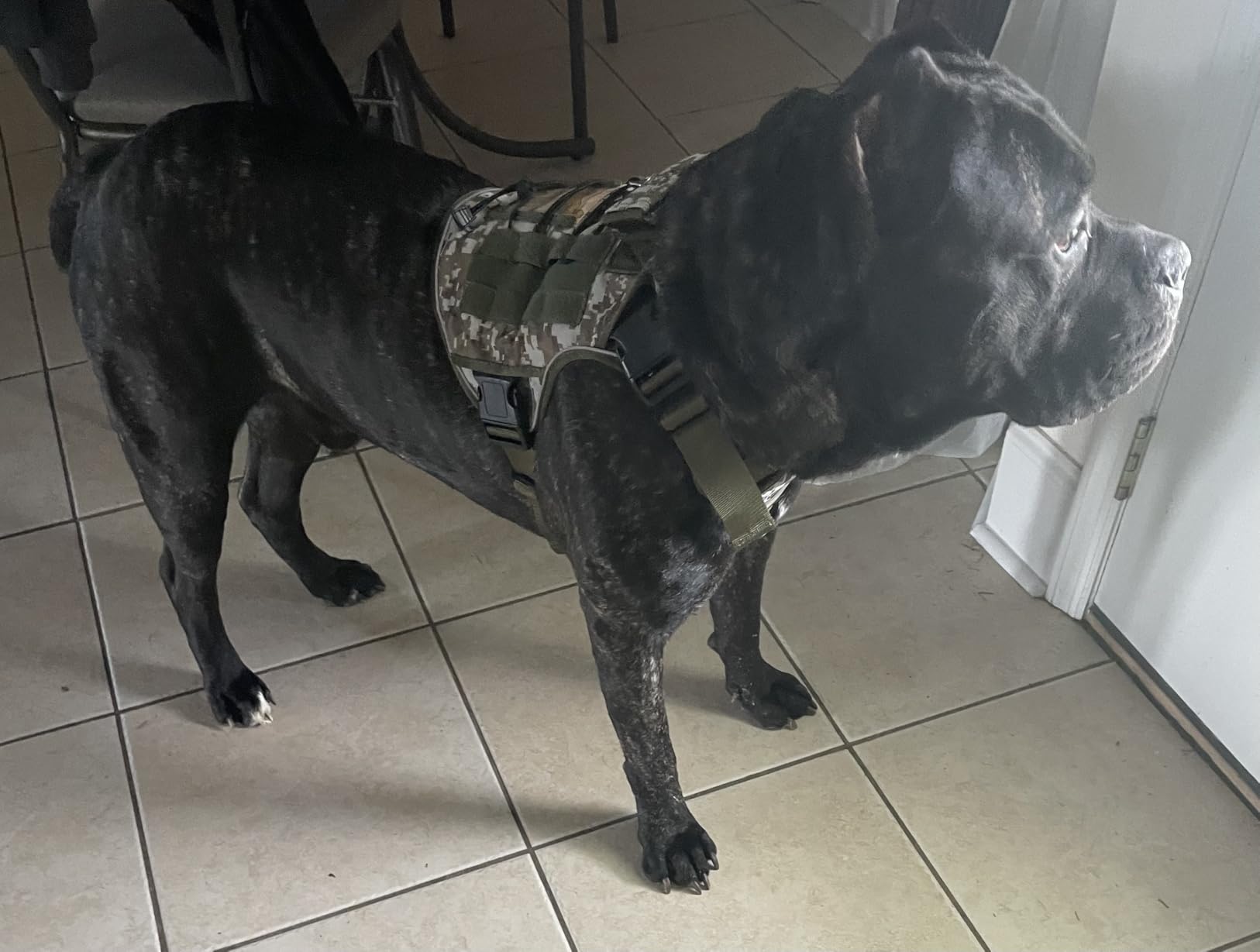 WINGOIN Tactical Dog Harness for Large Dogs, Heavy Duty No Pull Dog Harness with Handle, Adjustable Reflective Military K9 German Shepherd Big Size Dog Vest for Walking, Training, Hunting, Green (L) customer photo 1