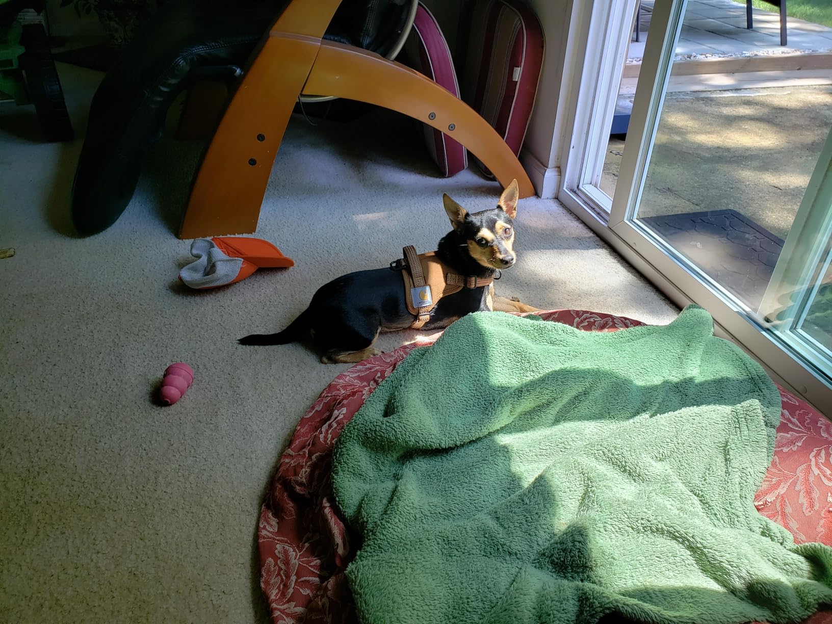 Carhartt Nylon Duck No Pull Dog Harness, Fully Adjustable Dog Harness with Quick Control Handle and Reflective Accents, Carhartt Brown, Large customer photo 2