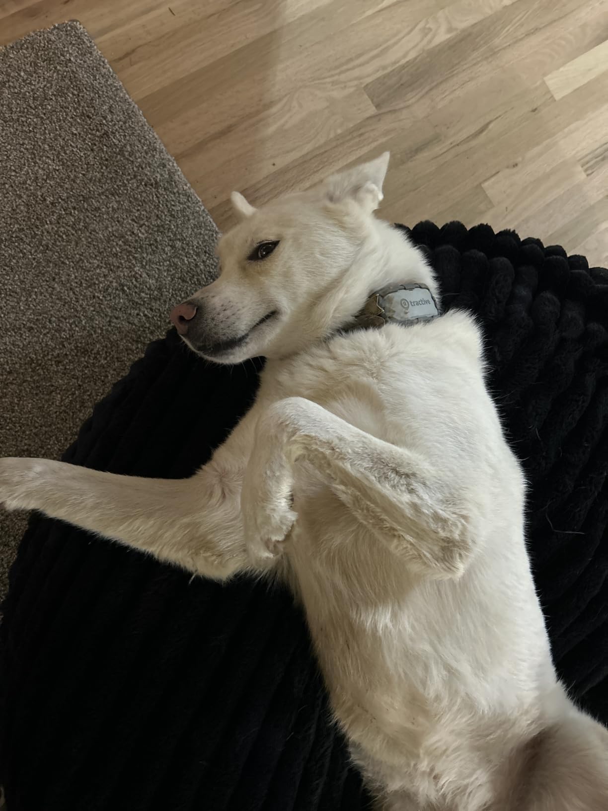 Tractive XL Smart Dog GPS Tracker | Live Pet Tracker with Virtual Fence | Vital Signs Monitoring | Up to 1-Month Battery Life customer photo 1