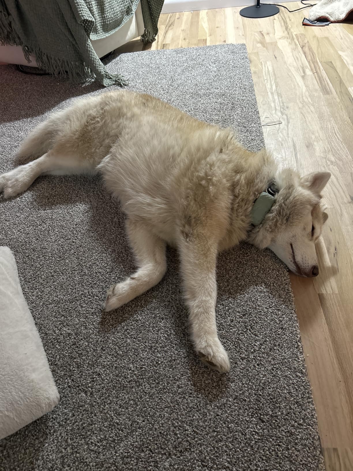 Tractive XL Smart Dog GPS Tracker | Live Pet Tracker with Virtual Fence | Vital Signs Monitoring | Up to 1-Month Battery Life customer photo 2