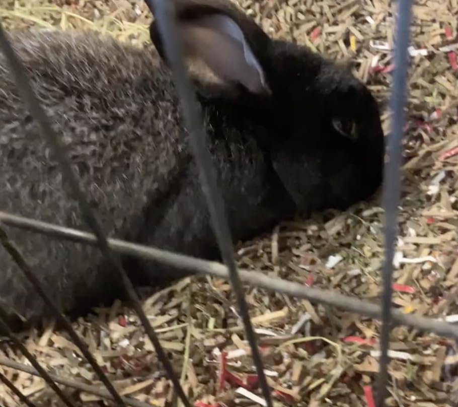 Amazon Basics 8-Sheet Cross Cut Paper and Credit Card Shredder for Security, Heavy Duty, White customer photo 2