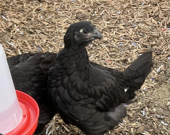 Amazon Basics 8-Sheet High Security Cross Cut Paper and Credit Card Shredder with P-4 Security, Auto Shut-off, Black customer photo 1