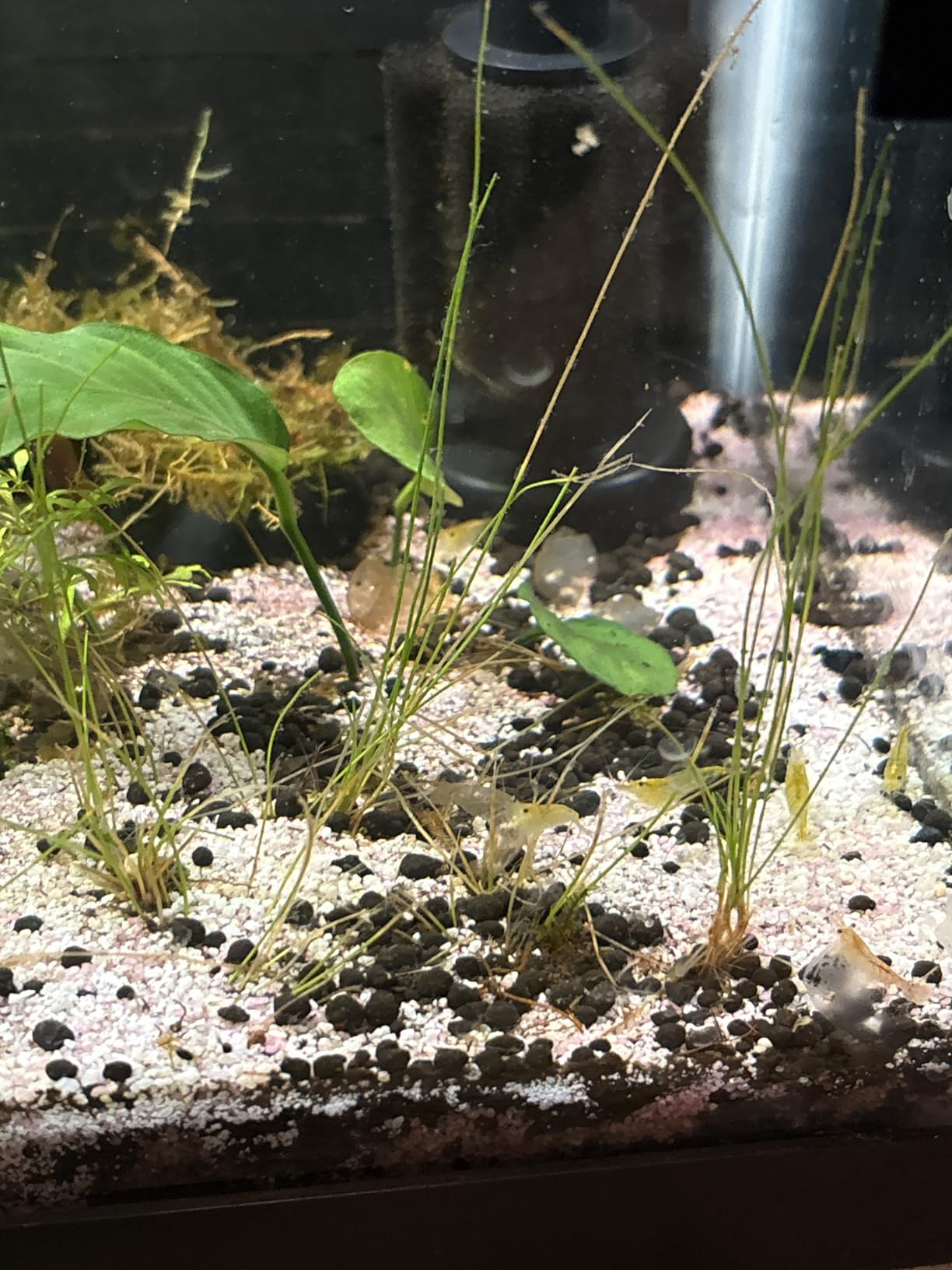 Pawfly 11W Aquarium LED Light for 12 to 18 Inch Fish Tanks Extendable Fish Tank Light with Full Spectrum Brilliant White Blue Red Lights with Daytime & Night Modes and Adjustable Brightness customer photo 2