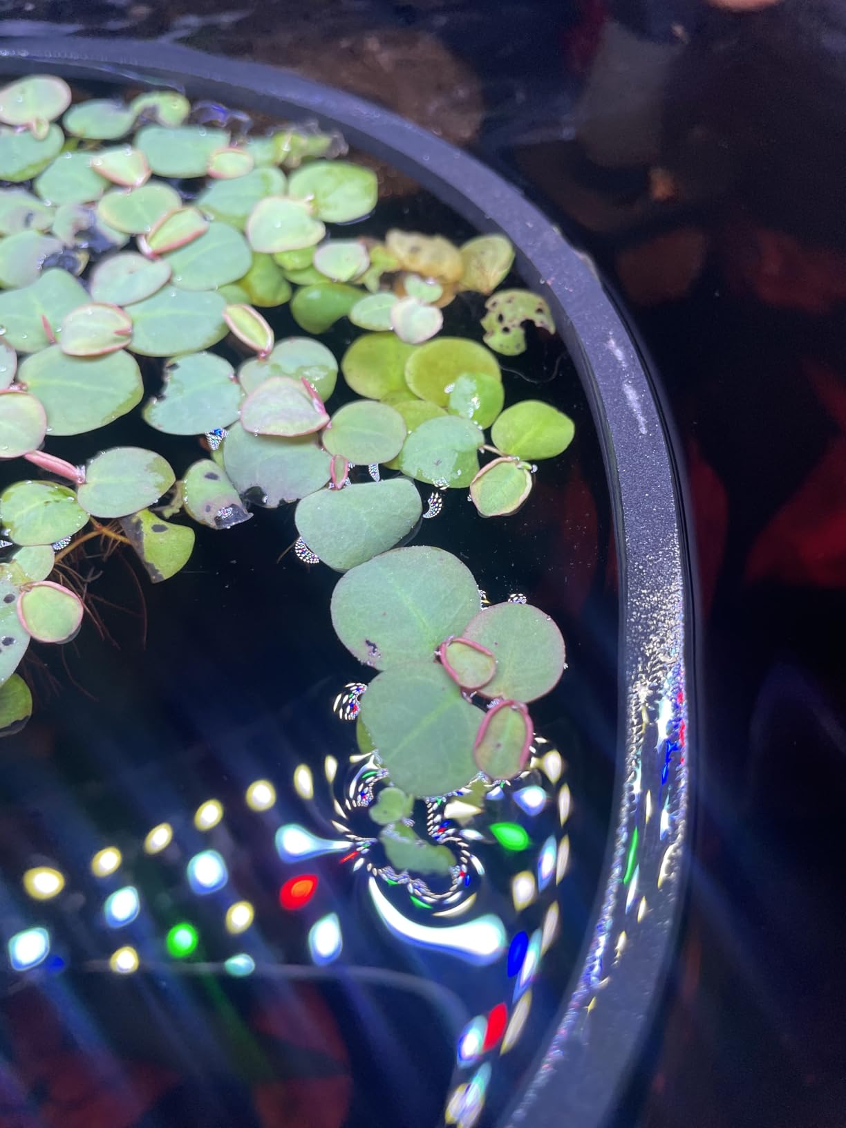 SEAOURA Clip On Aquarium Light for Plants-24/7 Cycle Fish Tank Light with Timer, Full Spectrum+7 Colors Mode, Auto On/Off, Adjustable Brightness and Height, 12W (7inch for 7-12 inch Tank) customer photo 2