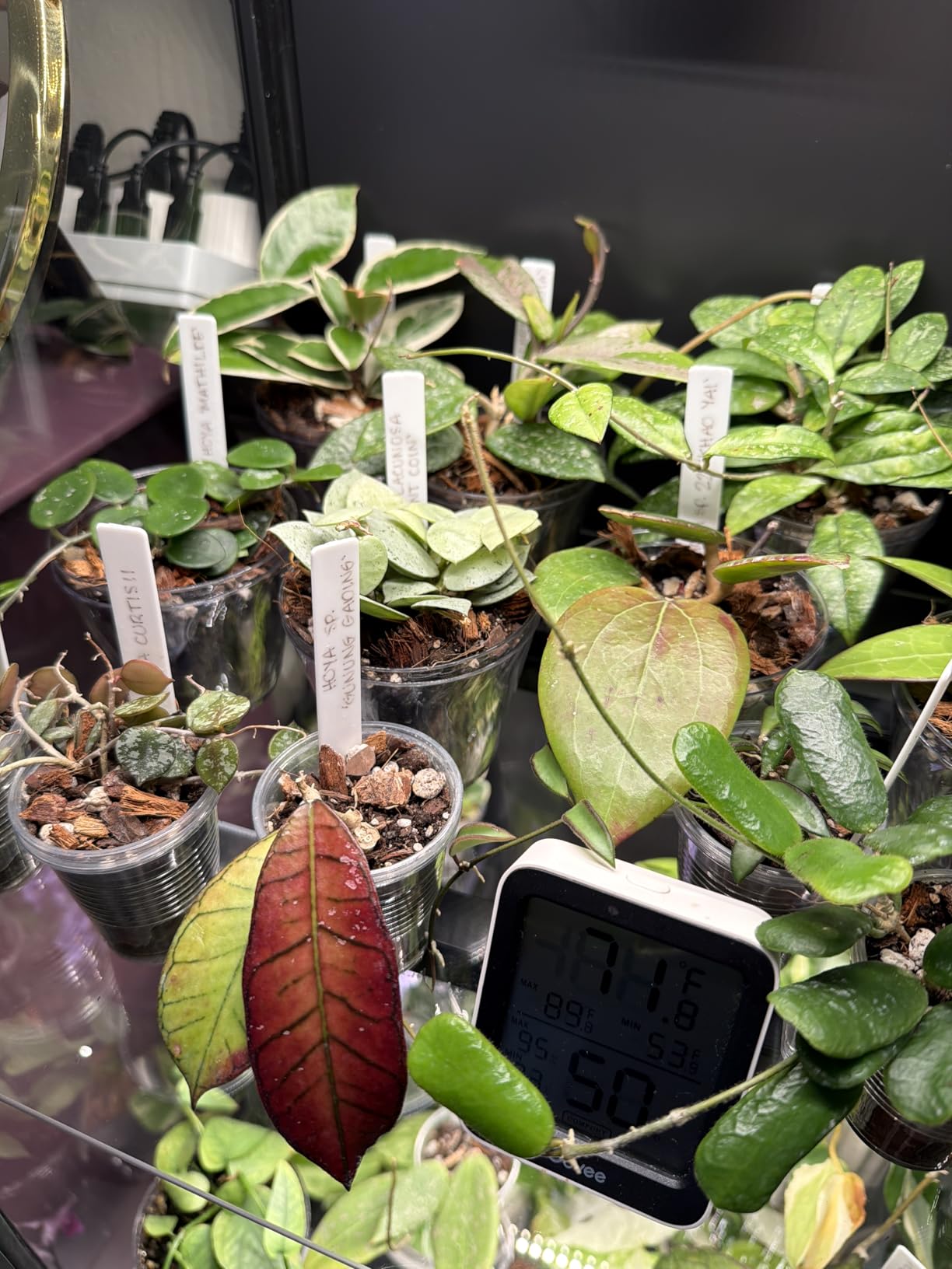 Barrina T5 Grow Lights for Indoor Plants, Full Spectrum Grow Light, 1ft LED Plant Light, Black Cover LED Grow Light Strips, 3 Mounting Modes, Magnetic Installation, Plug and Play, 5000K, 4 Packs customer photo 2