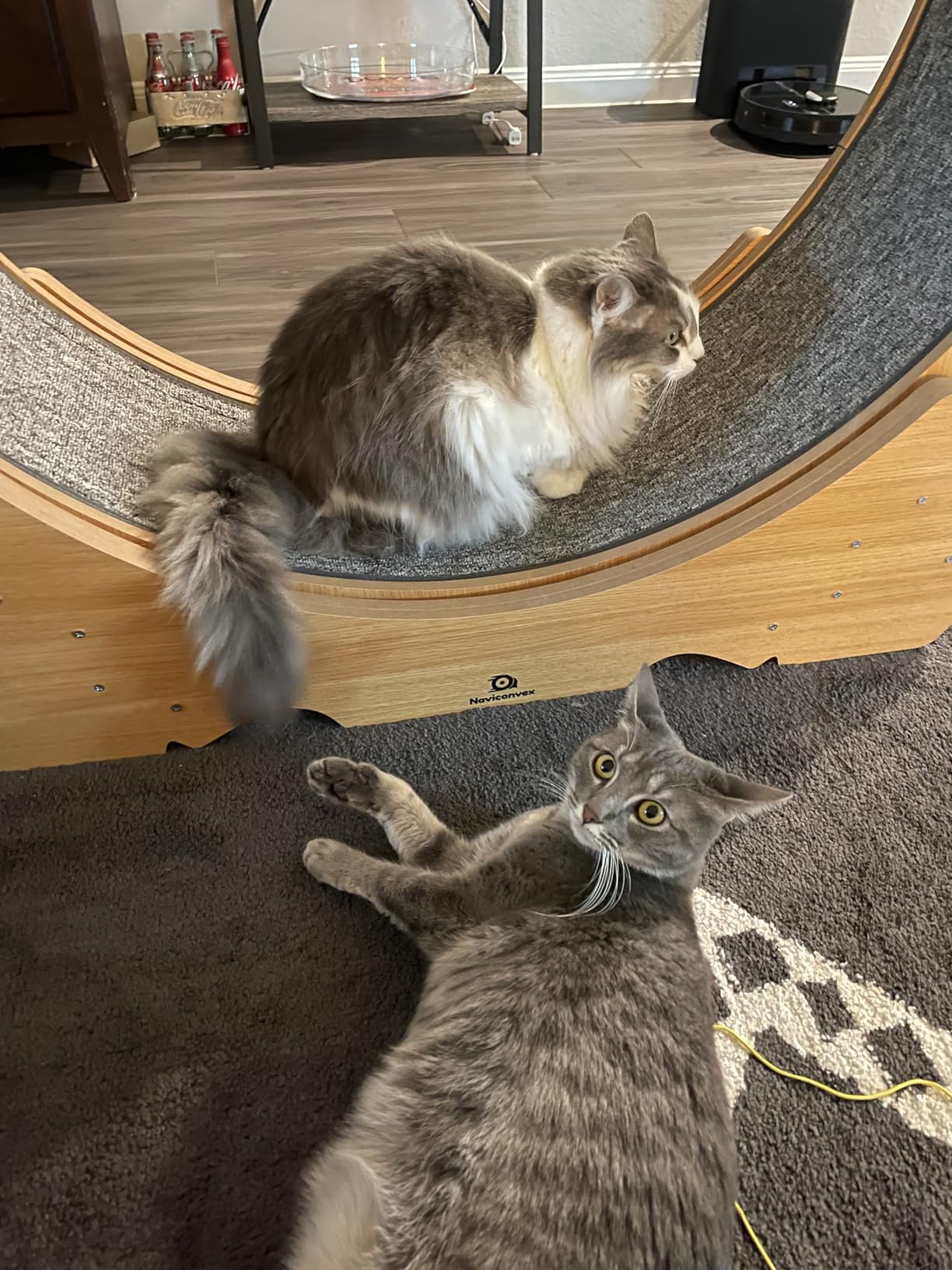 Cat Wheel, 43