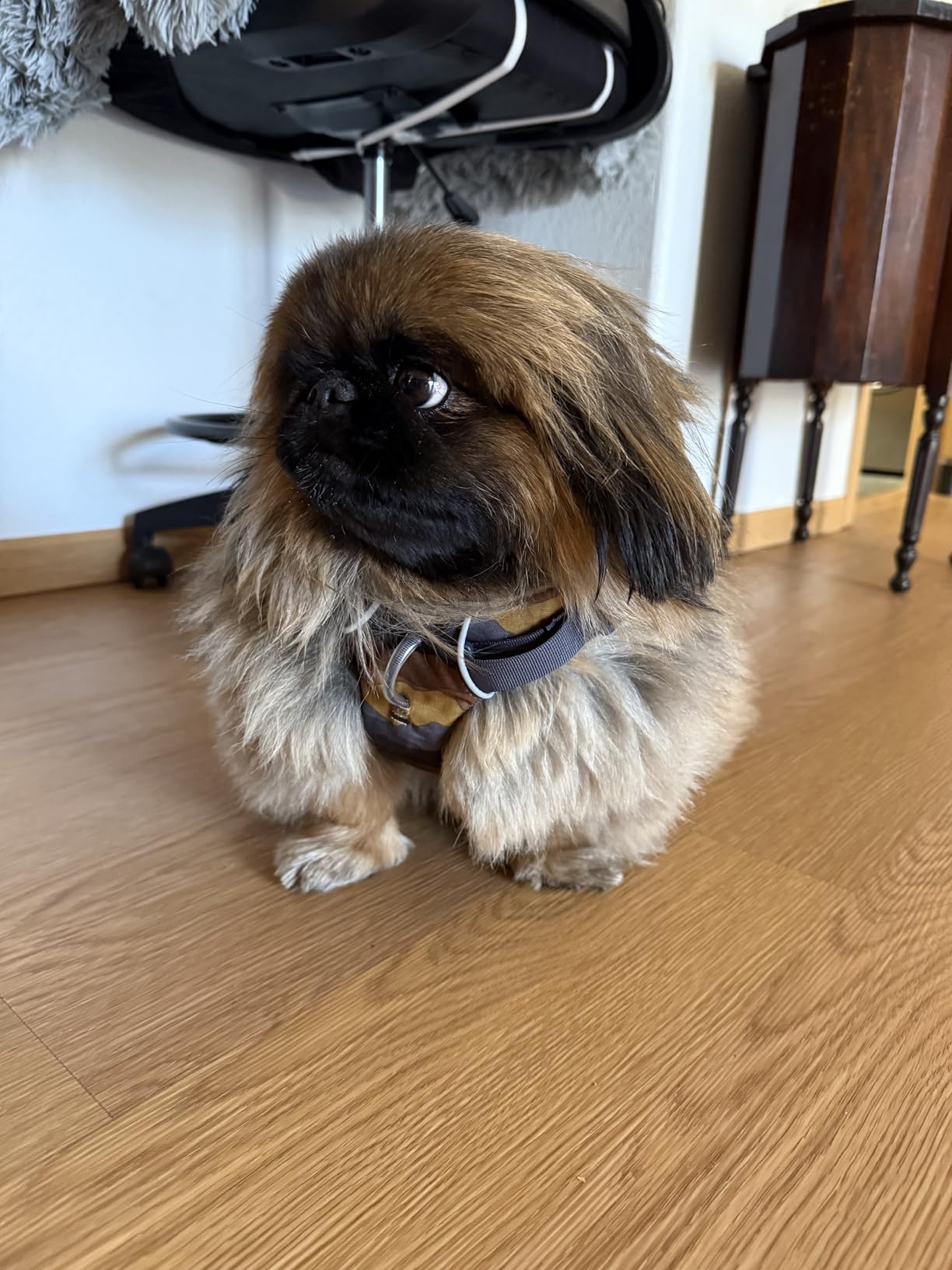 Ruffwear, Front Range Dog Harness, Reflective Soft Padded Everyday Harness with Dual Leash Clips, Adjustable and Lightweight Fit for Training or Walking for All Dogs, Basalt Gray, Large/X-Large customer photo 1