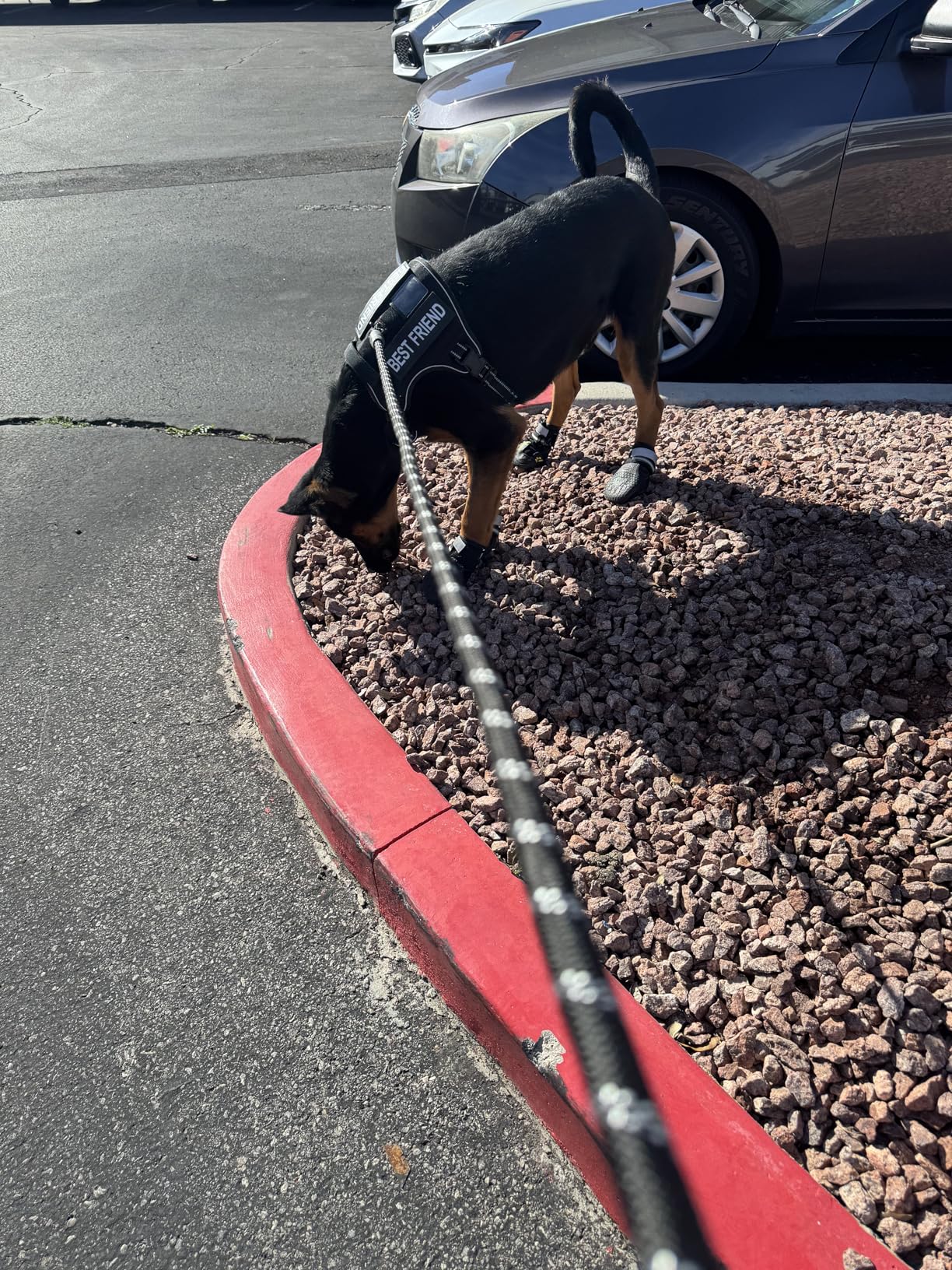 Heavy Duty Tactical Dog Harness for Large Dogs, No Pull Adjustable Pet Harness Reflective Service Training Easy Control Pet Vest Military K9 Working Dog Harnesses- Large, Brown customer photo 2