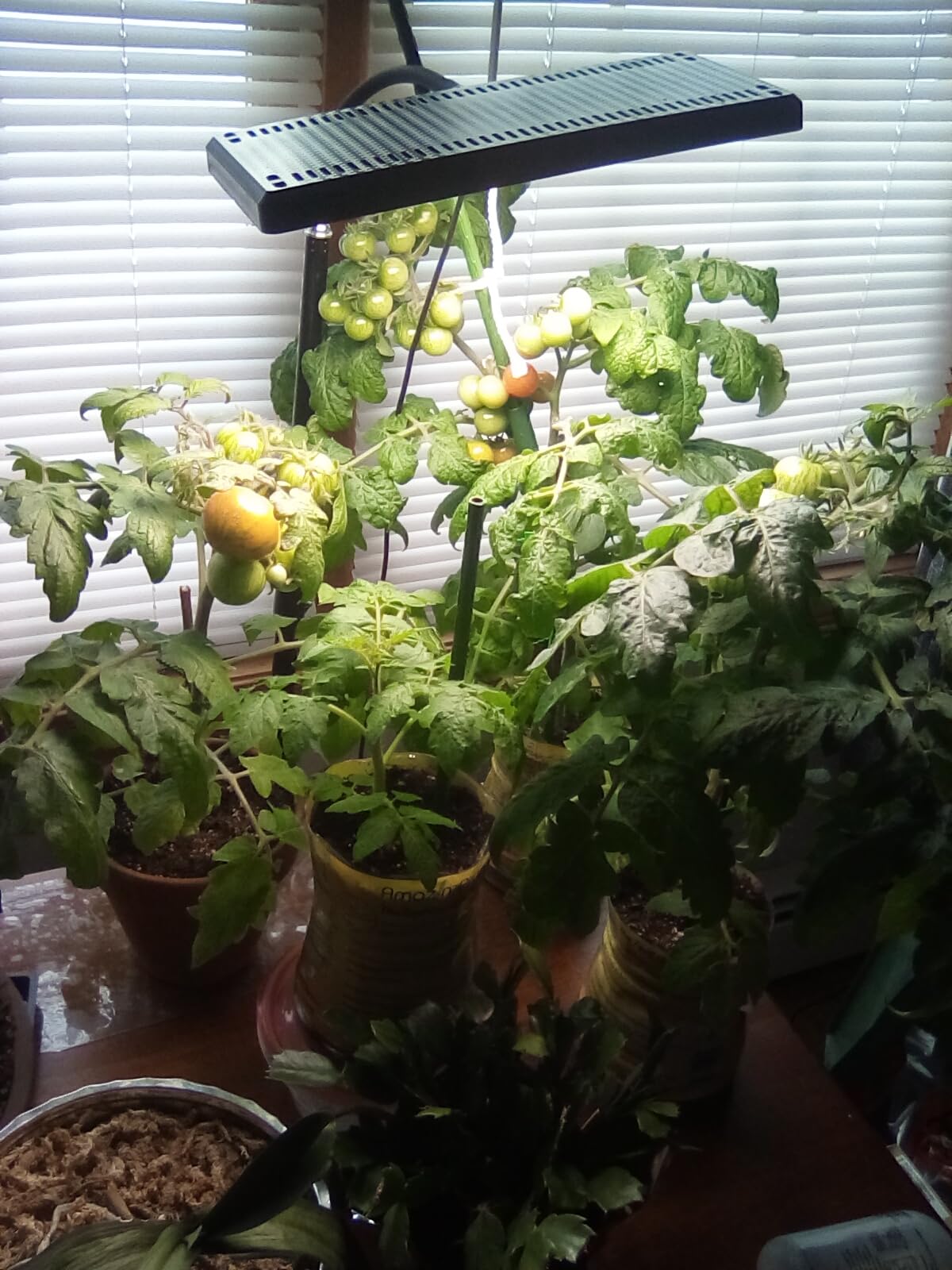 LBW Grow Light for Indoor Plants, 642 LEDs Grow Light with Stand customer photo 2