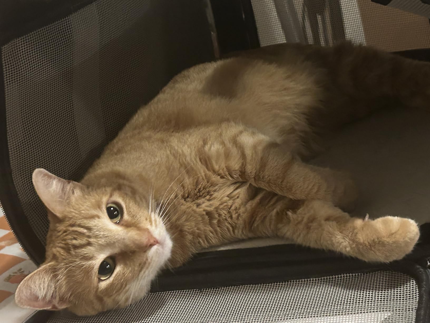 Small Dog Carrier for Puppy Yorkshire Softshell Car Transport Chihuahua Carry Cage 18-inch Collapsible Doggie Vet Visit Crate Easy Load Roomy Pet Carrier Bag Kennel Dog Essentials Teal customer photo 1