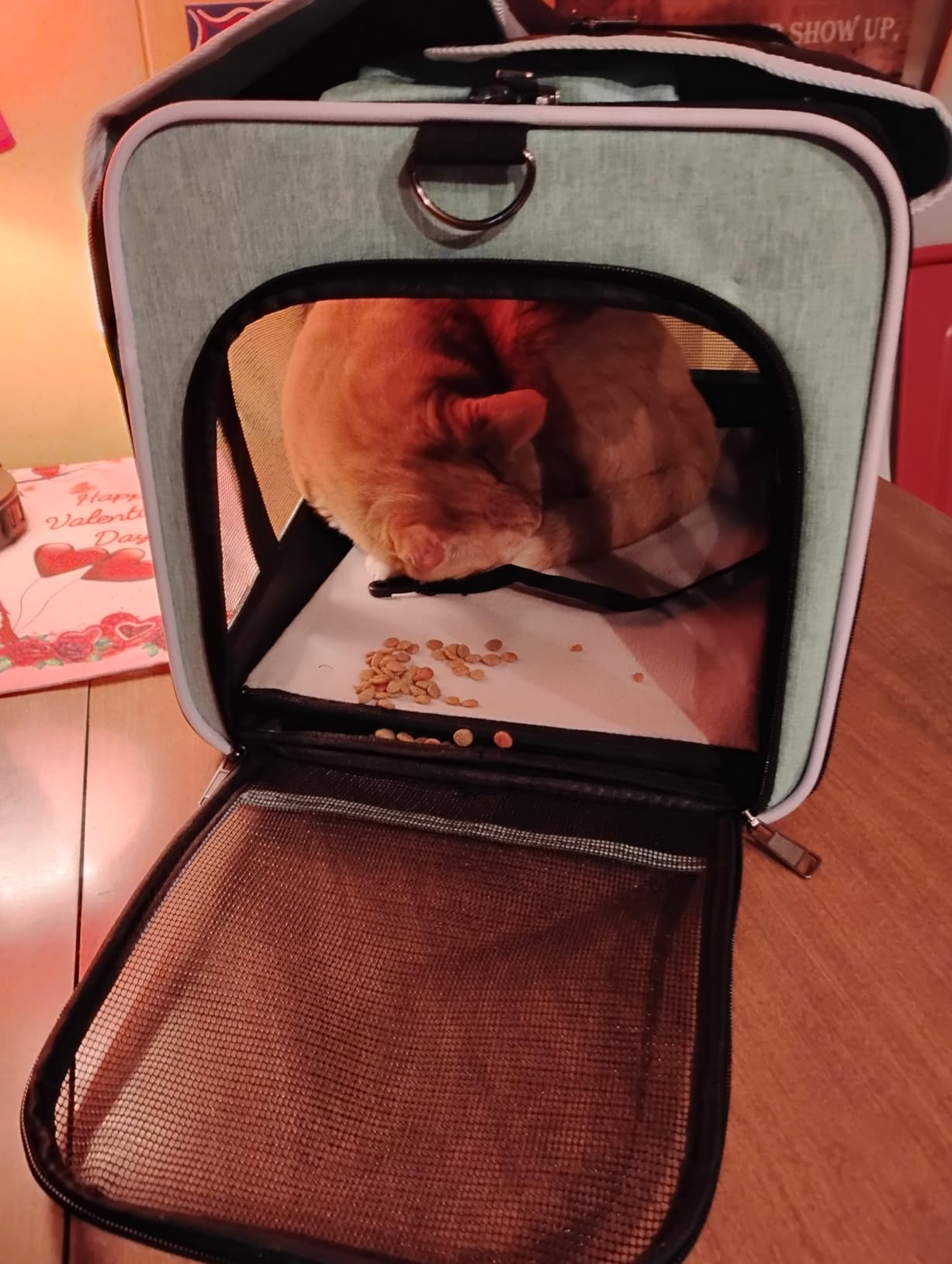 Small Dog Carrier for Puppy Yorkshire Softshell Car Transport Chihuahua Carry Cage 18-inch Collapsible Doggie Vet Visit Crate Easy Load Roomy Pet Carrier Bag Kennel Dog Essentials Teal customer photo 2