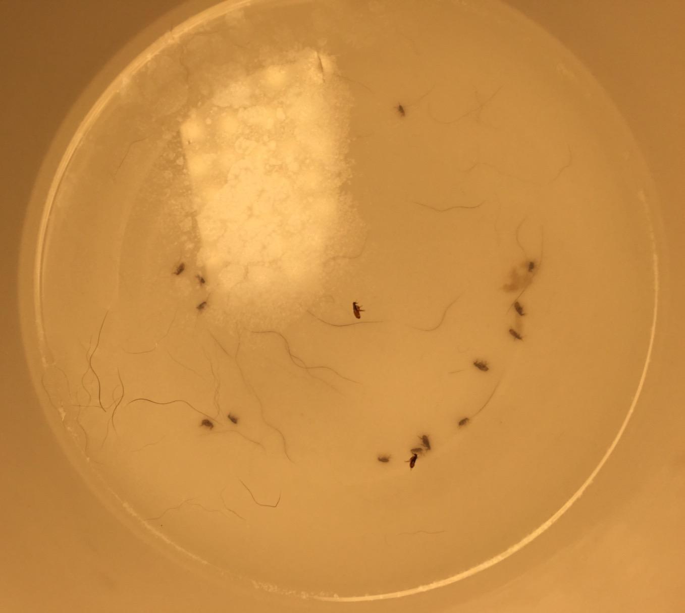 Vet's Best Natural Flea and Tick Easy Spray for Dogs - Cotton Spice Scent - Natural Flea & Tick Prevention - Kills Pests on Contact - Plant-Based Formula - Made in USA - 14 oz customer photo 2