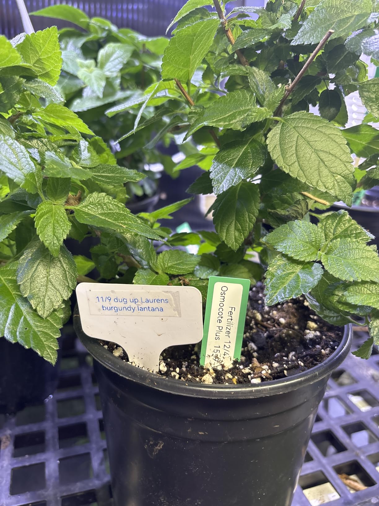 NIIMBOT D110 Upgraded Version Mini Label Maker Machine with Tape, Portable Bluetooth Thermal Printer, Sticker Labeler with Multiple Templates for Office Organization Home Kitchen School, White customer photo 1