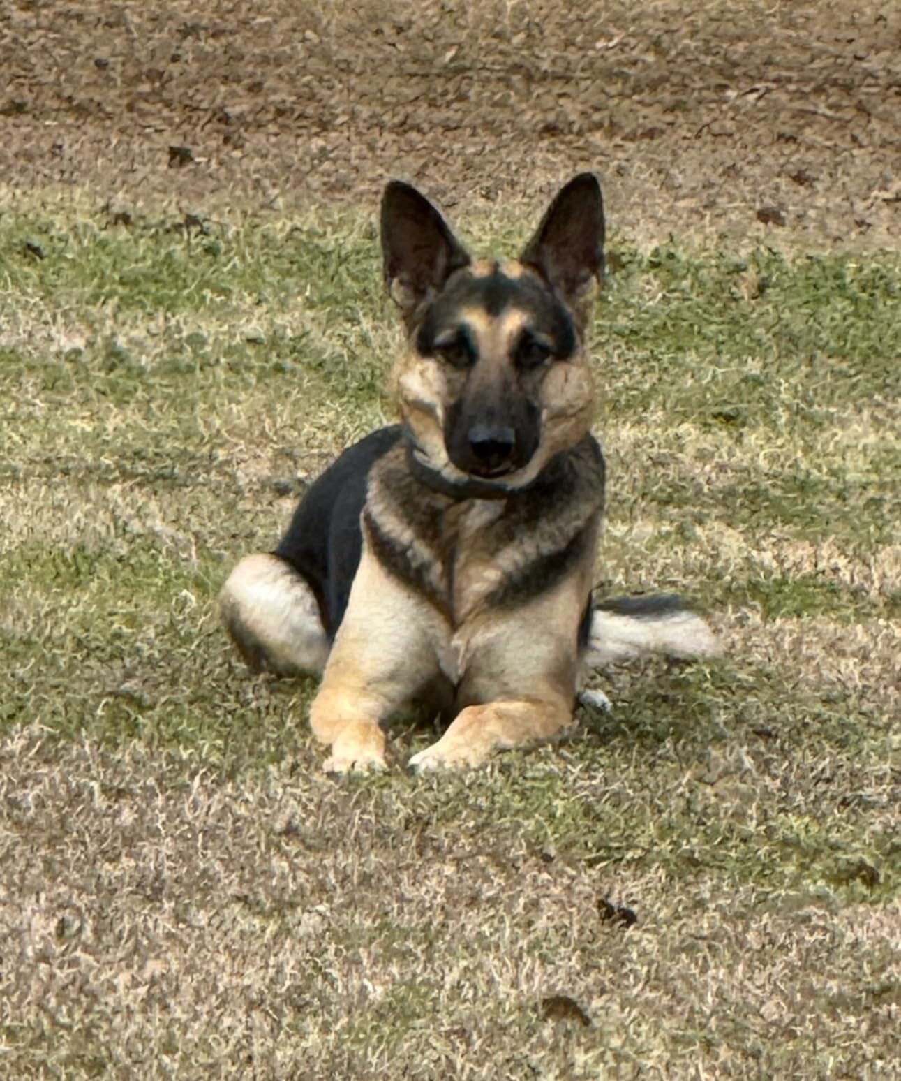 SpotOn GPS Wireless Dog Fence Collar, Accurate & Reliable, Unlimited Fences, Extended Battery Life Mode, No Subscription, Built in USA, Omni Collar Model, Large Dog Breed Neck Size 19