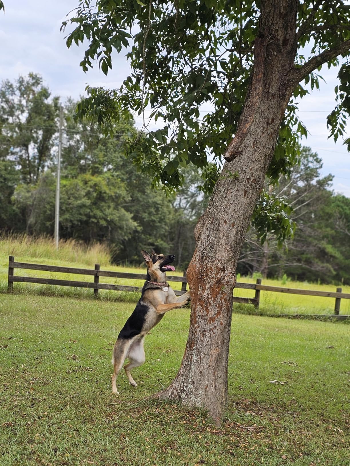 SpotOn GPS Wireless Dog Fence Collar, Accurate & Reliable, Unlimited Fences, Extended Battery Life Mode, No Subscription, Built in USA, Omni Collar Model, Large Dog Breed Neck Size 19