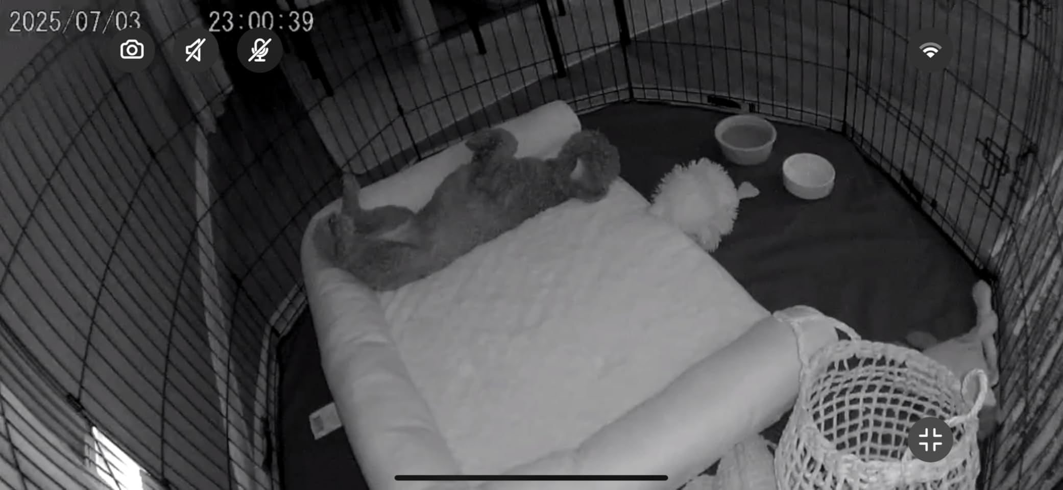 Chamberlain myQ Smart Indoor Security Camera - 1080p HD Video, Night Vision, Motion Detection, Wi-Fi, Two-Way Audio, Smartphone Control customer photo 1