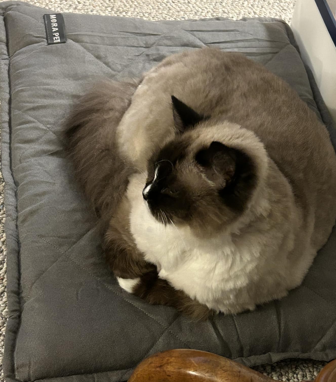 Mora Pets Self Heating Cat Bed Self Warming Cat Pad Thick Thermal Pet Bed Mat 24 x 18 Inches with Removable Cover Machine Washable Ultra Warm Mat for Outdoor Indoor Cats and Small Dogs customer photo 2