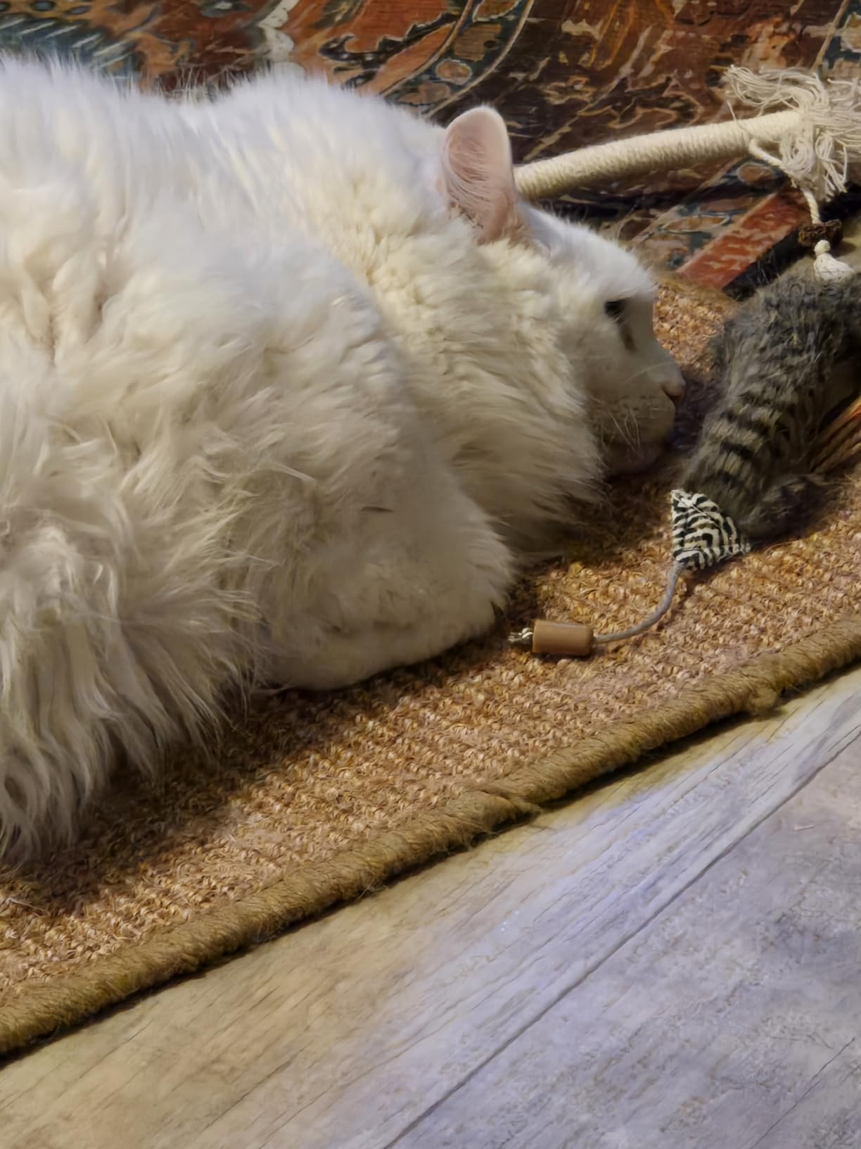 Pet Hair Removal Tools (3-Pack), Dog Cat Hair Remover Pro, Lint Shaver Cleaner, Fur Removal Carpet Scraper, Fuzz Hairball Brush for Carpet, Car Mat, Clothes, Couch, Pet Bed, Cat Tree, Furniture customer photo 1