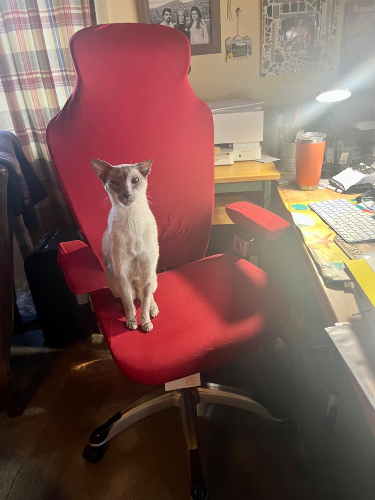 Gaming Chair Covers,Stretchable Computer Chair Cover,Ergonomic Office Chair Cover,for Anti Cat Scratch Protection of Computer Gamer Chair Slipcovers,Racing Chair Covers (Only Covers,Black) customer photo 1