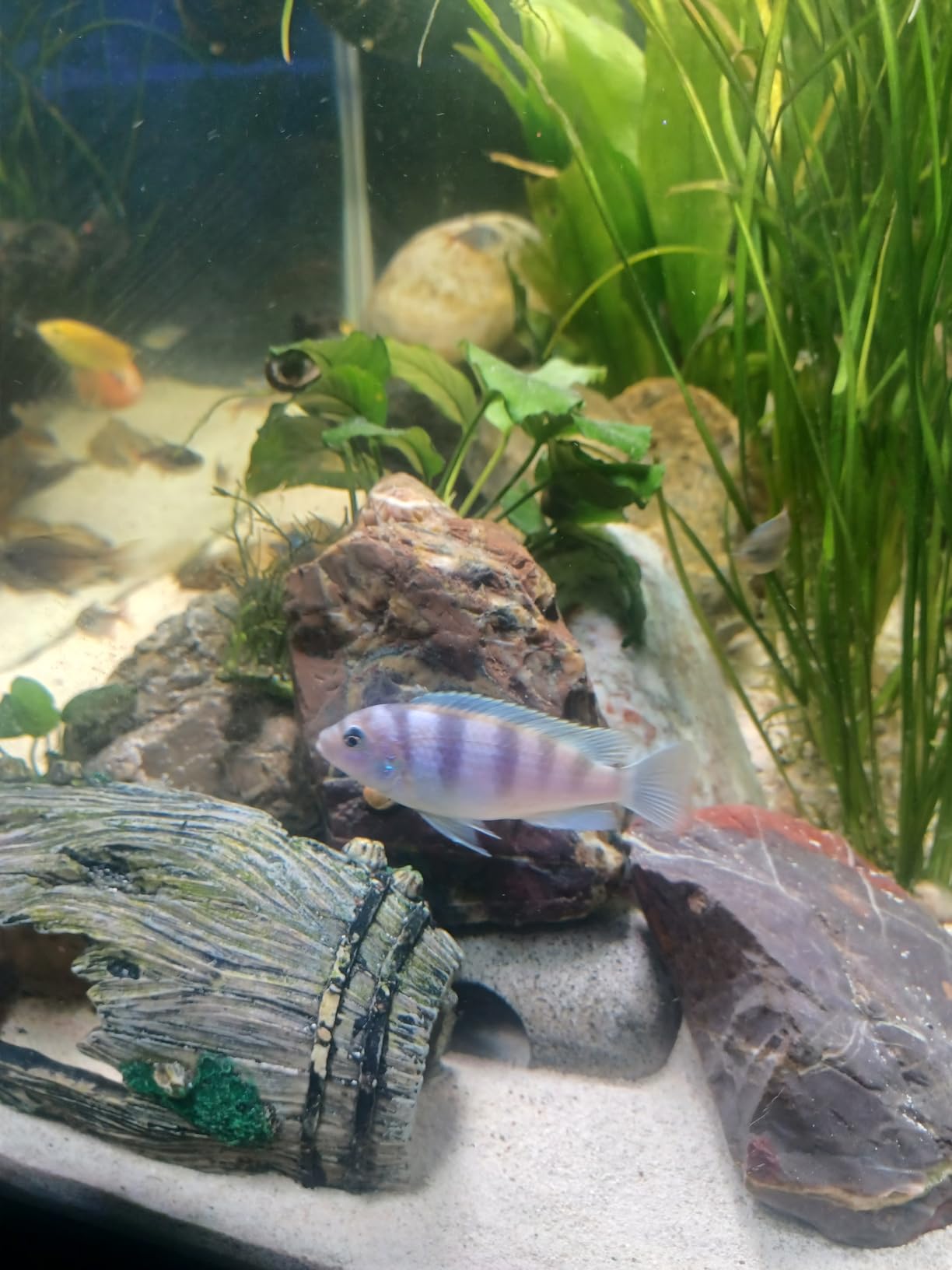 SEAOURA Plant Growth Aquarium Light, 24/7 Custom Timer, Power-Off Memory, 48-54in Full Spectrum Aquarium Plant Lights, 7-Row LED 8 Colors, 20 Adjustable Brightness, Day & Night Cycle for Freshwater customer photo 1