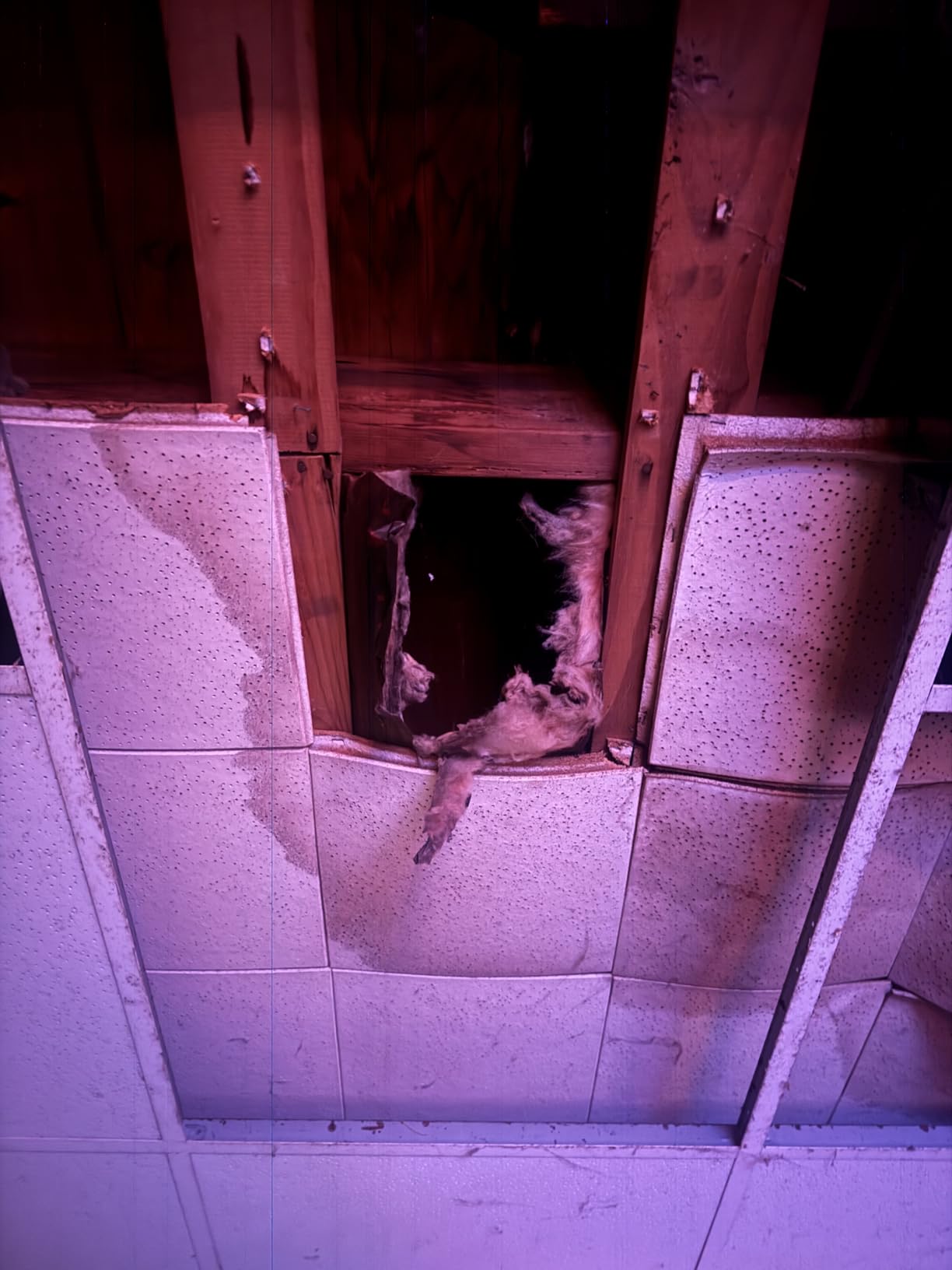 Art3d Acoustic Drop Ceiling Tiles 2x2ft 12-Pack, Soundproof Panels 24x24 for Wall Coverings, White customer photo 2