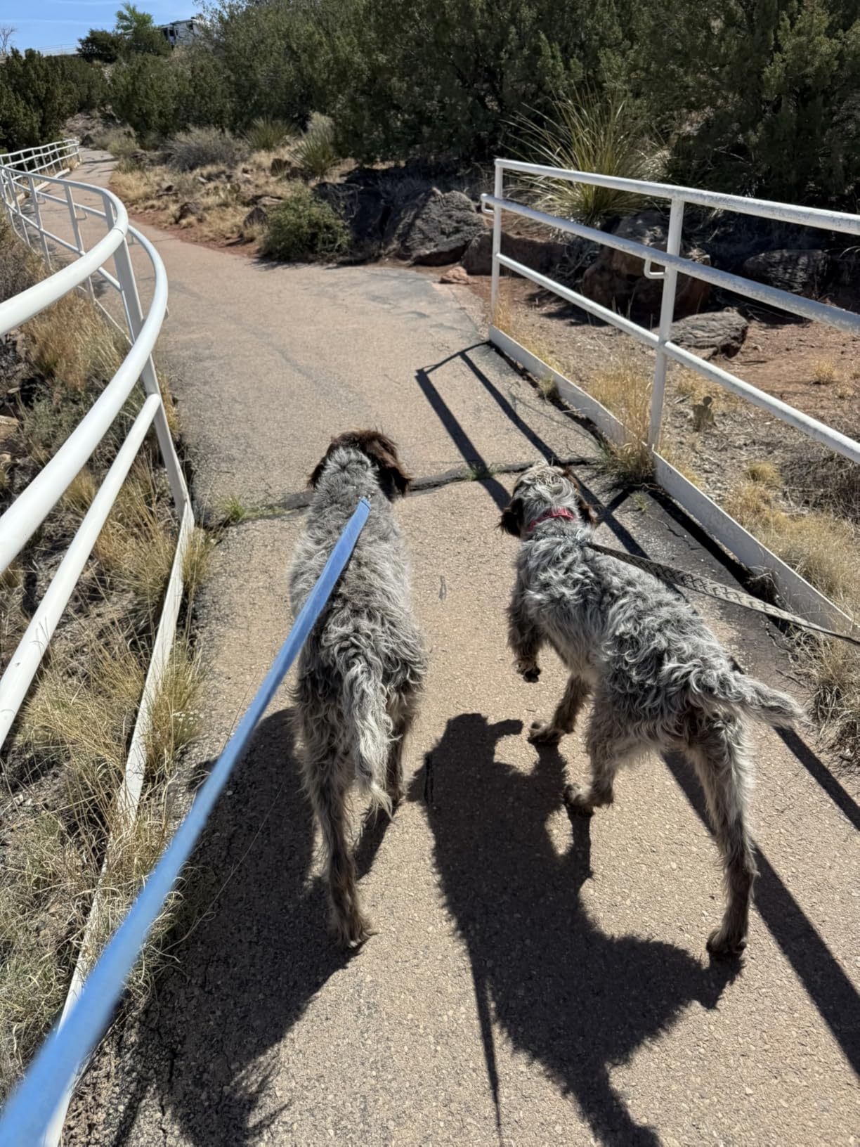 Fromm Classic Adult Large & Giant Breed Dog Food - Premium Dry Dog Food for Large & Giant Breeds - Chicken Recipe - 30 lb customer photo 1